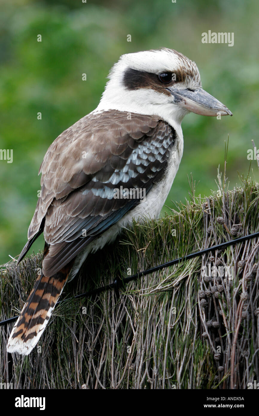 Kookaburra siede su un pennello recinzione in Sydney spiagge del nord Foto Stock