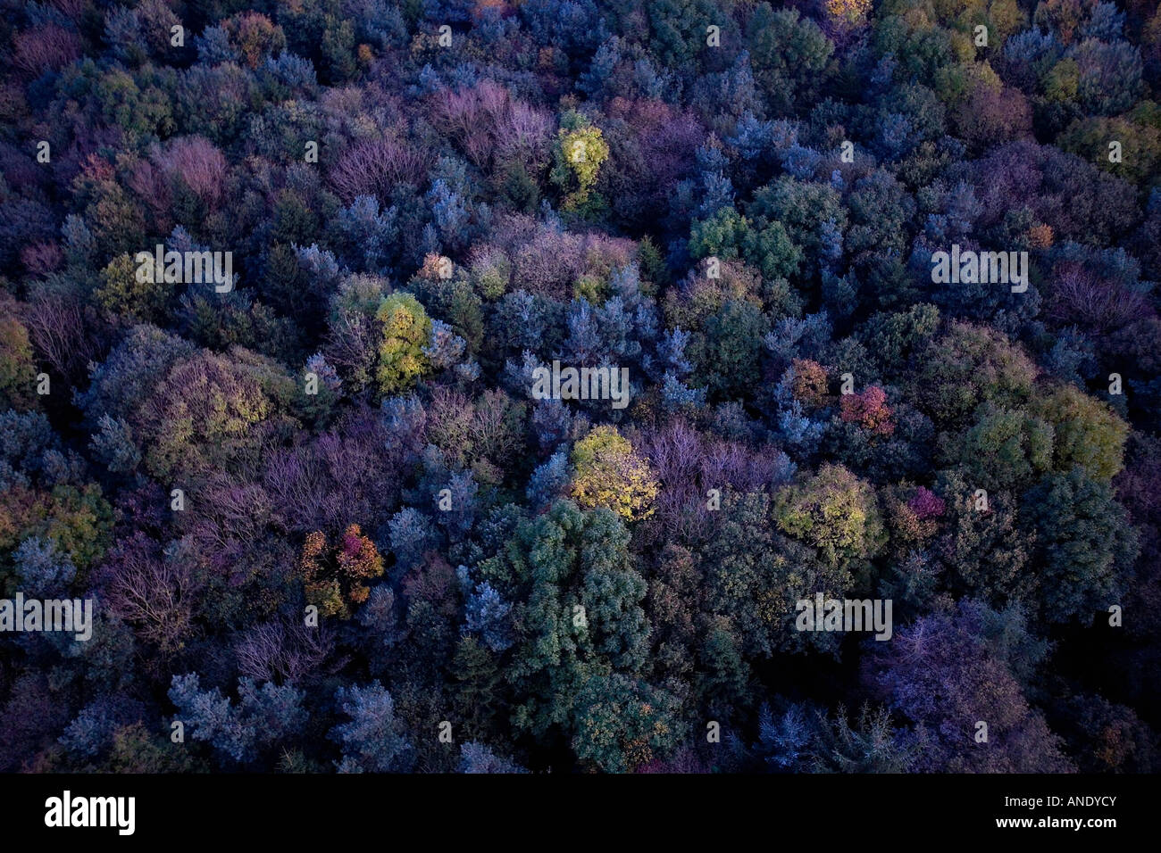 Vista dall'alto del paesaggio della foresta di alberi scenario verde panoramica colori colori azienda agricola colori vividi industry Foto Stock