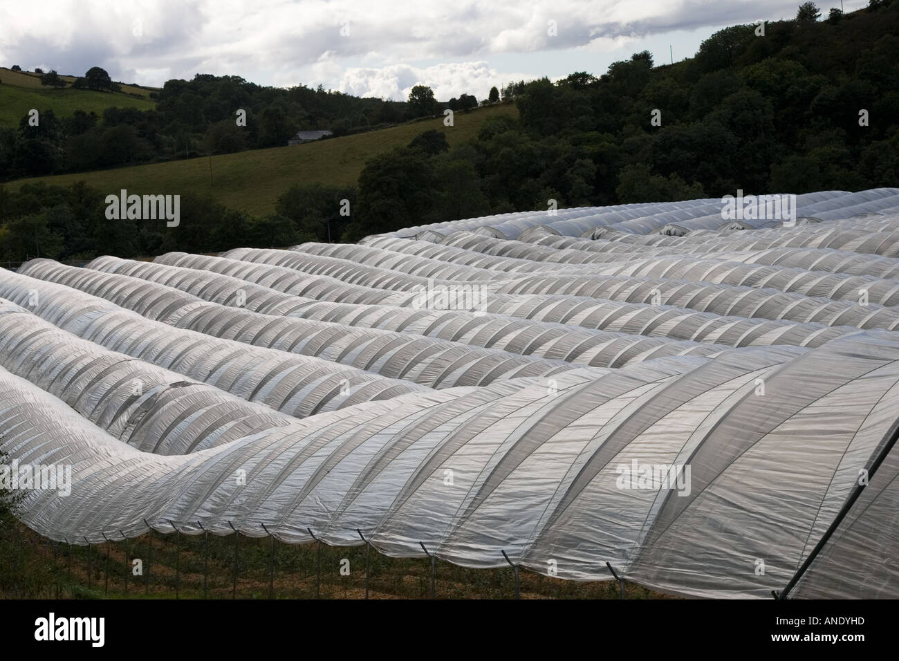 Polytunnels su una azienda frutticola in Perthshire Scozia Scotland Foto Stock