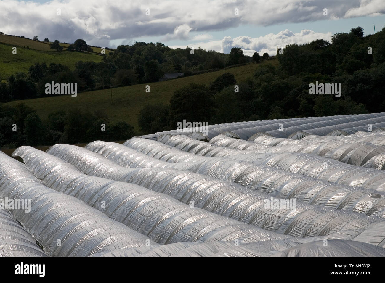 Polytunnels su una azienda frutticola in Perthshire Scozia Scotland Foto Stock