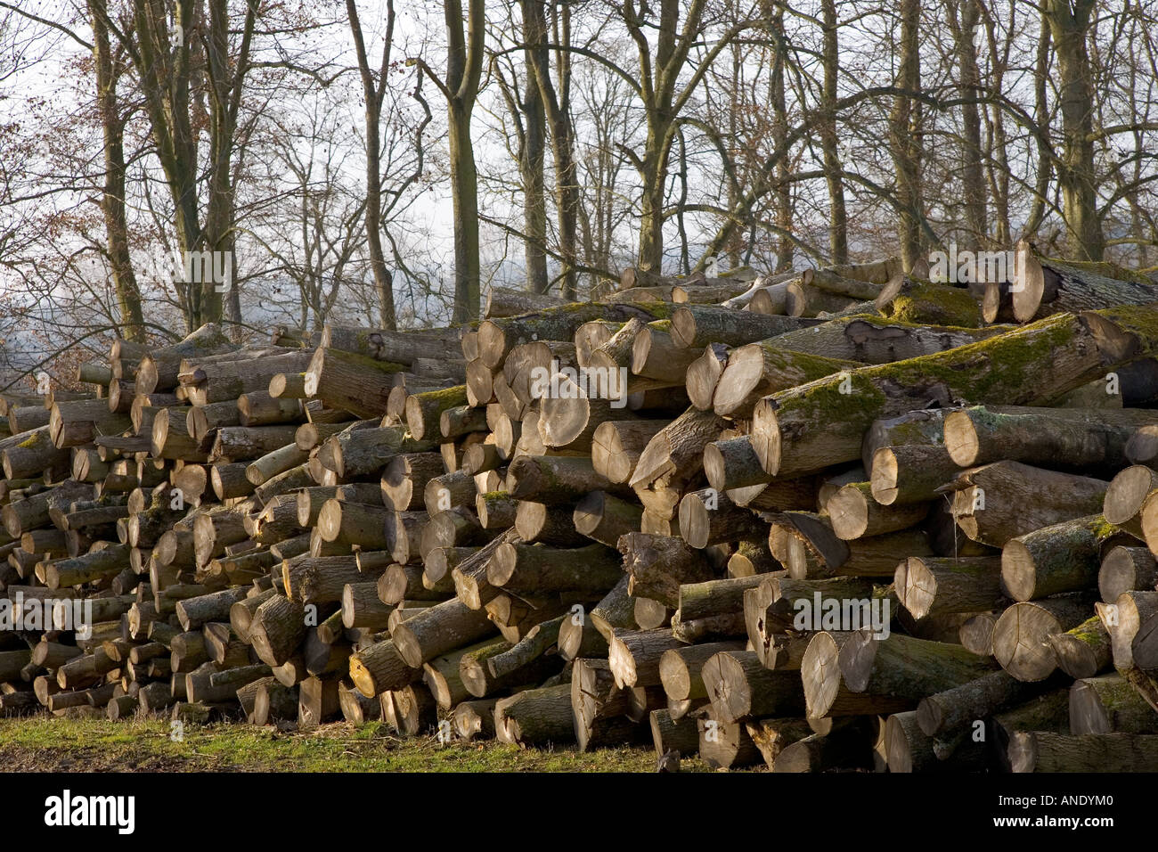 Pila di legno di faggio log essendo stagionato in Cotswolds Regno Unito Foto Stock
