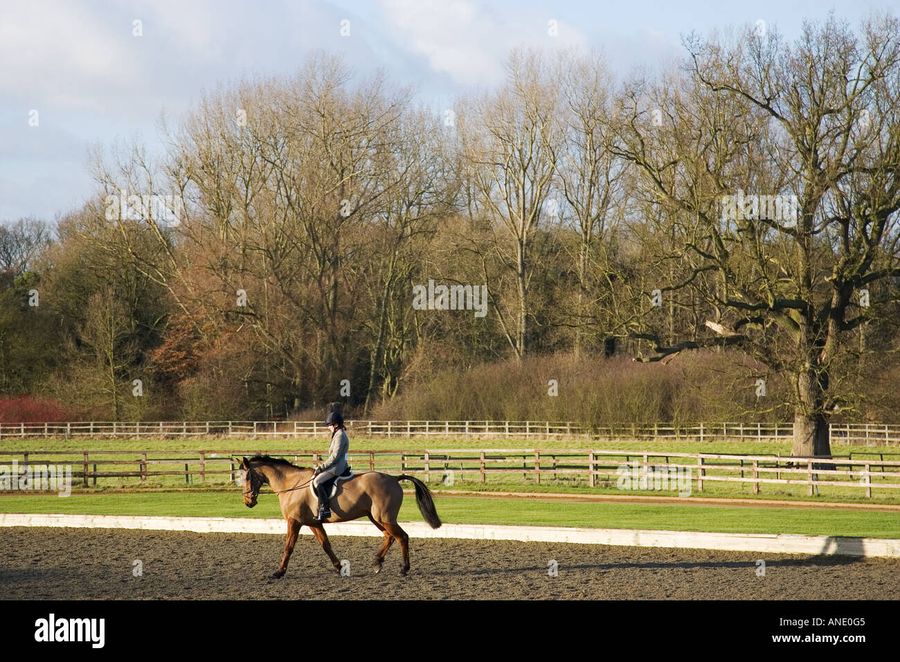Giovane donna corse Cleveland Bay croce cavallo purosangue Oxfordshire, Regno Unito Foto Stock