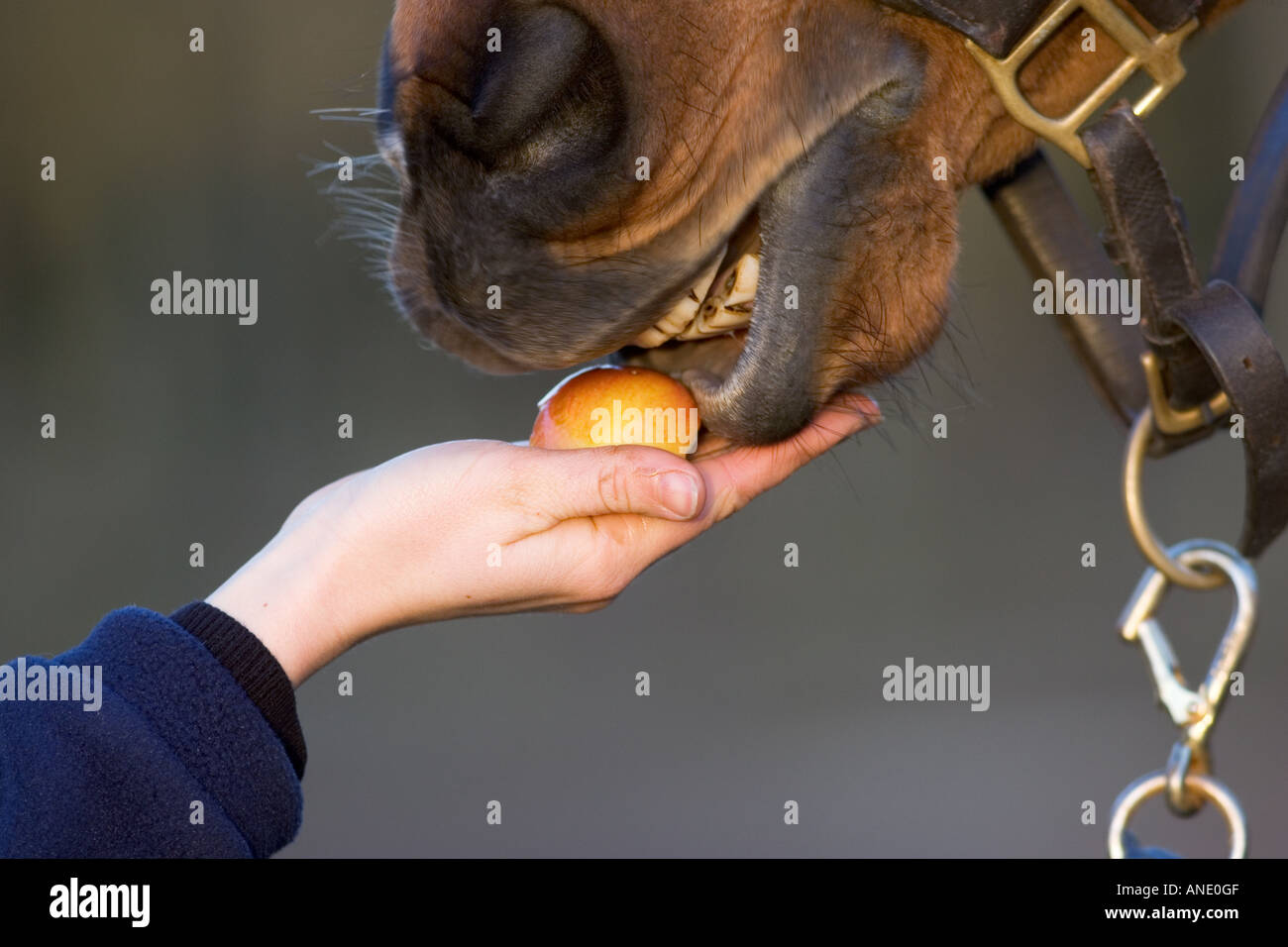 Cavallo essendo alimentato un apple Oxfordshire, Regno Unito Foto Stock