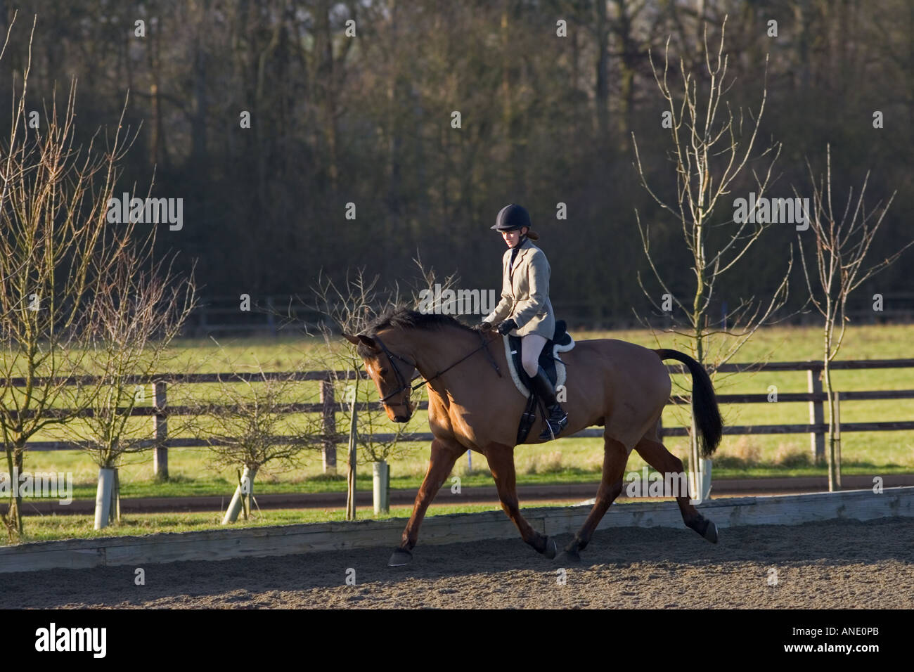 Giovane donna corse Cleveland Bay Croce cavallo purosangue Oxfordshire, Regno Unito Foto Stock
