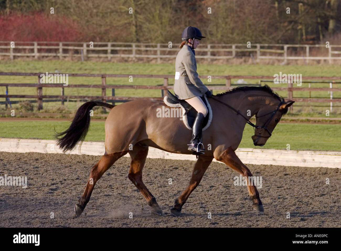 Giovane donna corse Cleveland Bay Croce cavallo purosangue Oxfordshire, Regno Unito Foto Stock