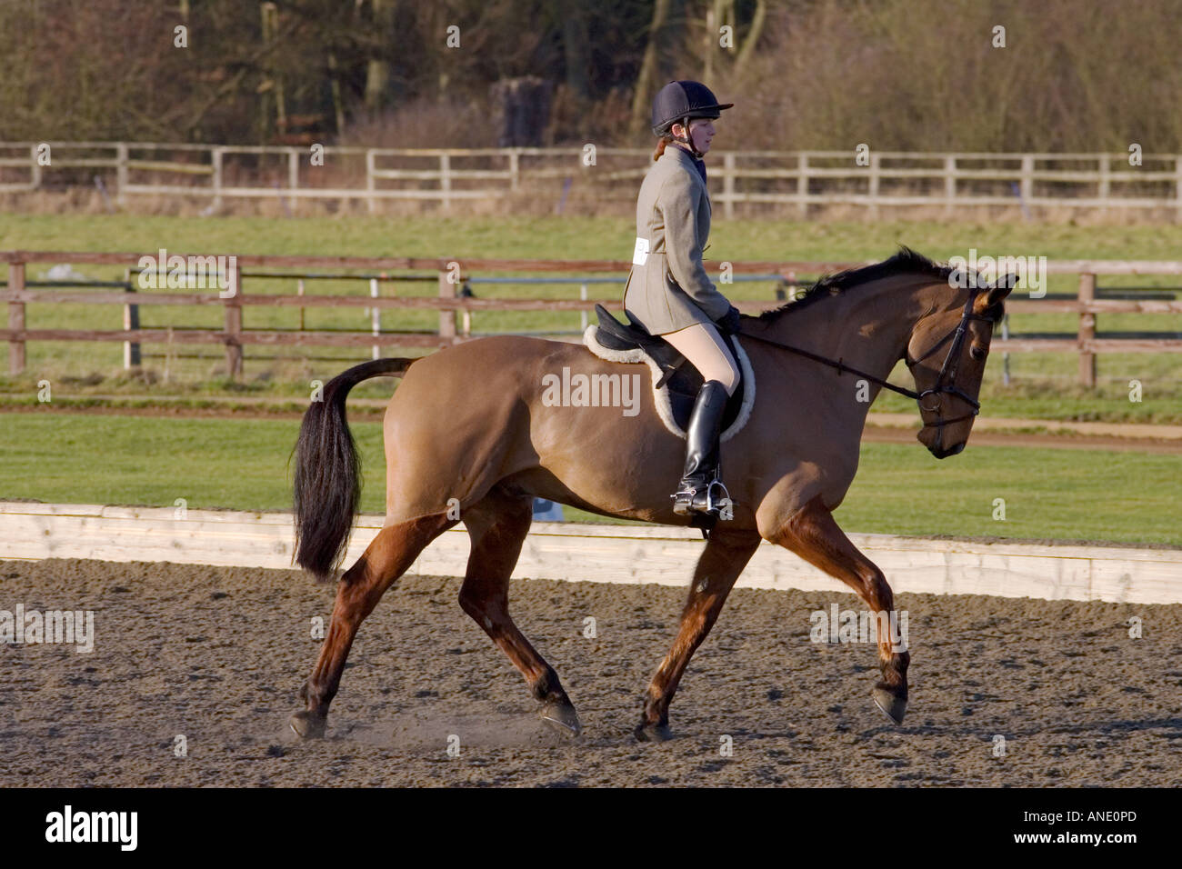 Giovane donna corse Cleveland Bay Croce cavallo purosangue Oxfordshire, Regno Unito Foto Stock