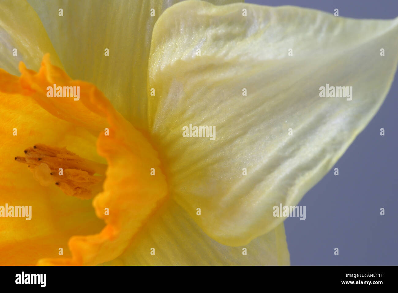 Fiore del Daffodil Foto Stock