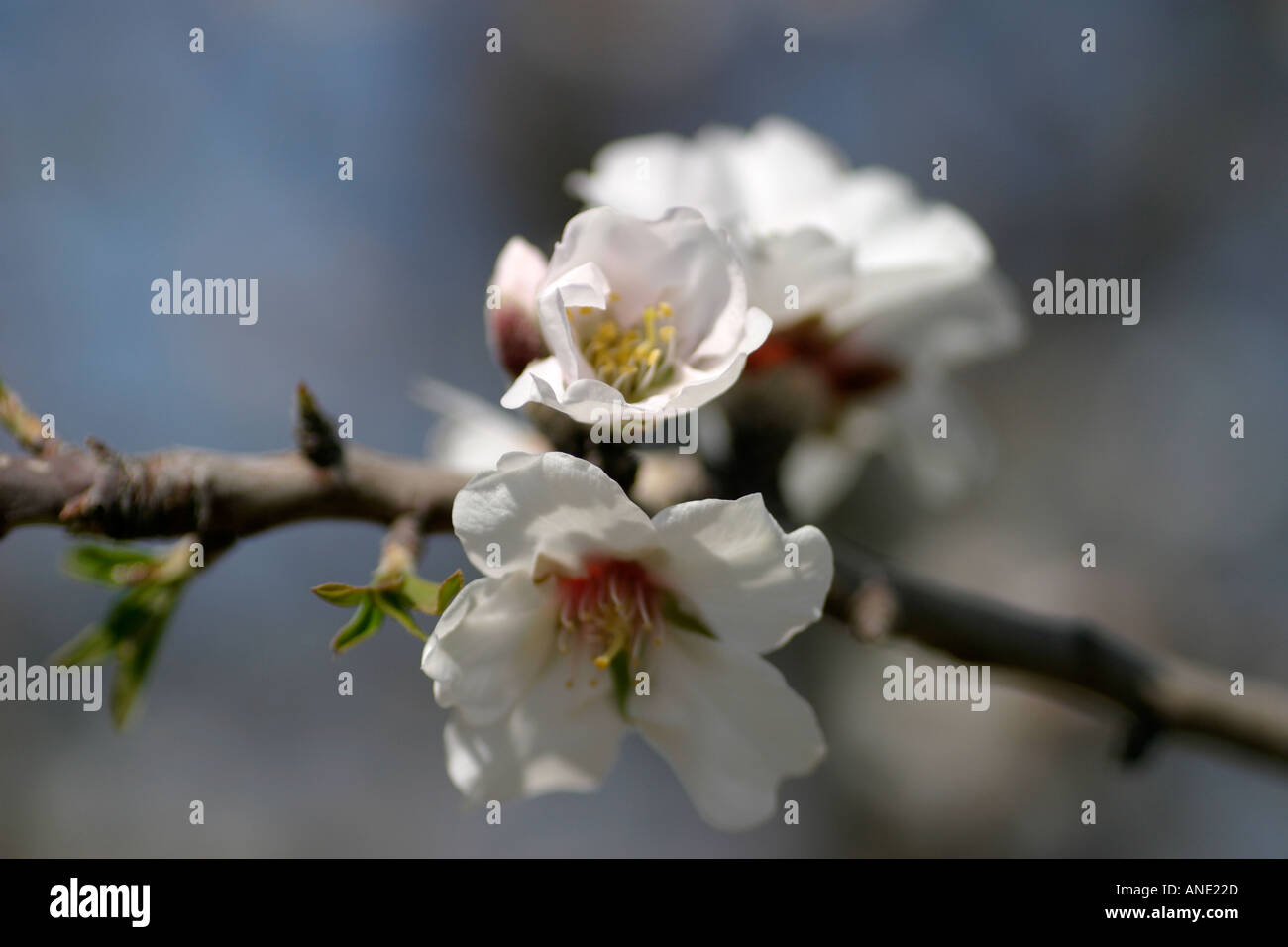 Mandorla tempo di fioritura, in Cipro Foto Stock
