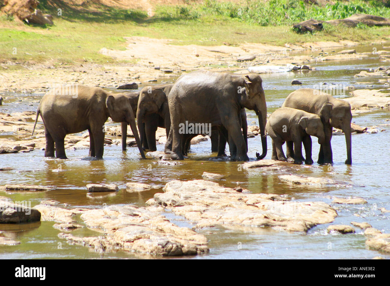Gli elefanti a giocare nel fiume vicino al Pinawela l'Orfanotrofio degli Elefanti dello Sri Lanka Foto Stock