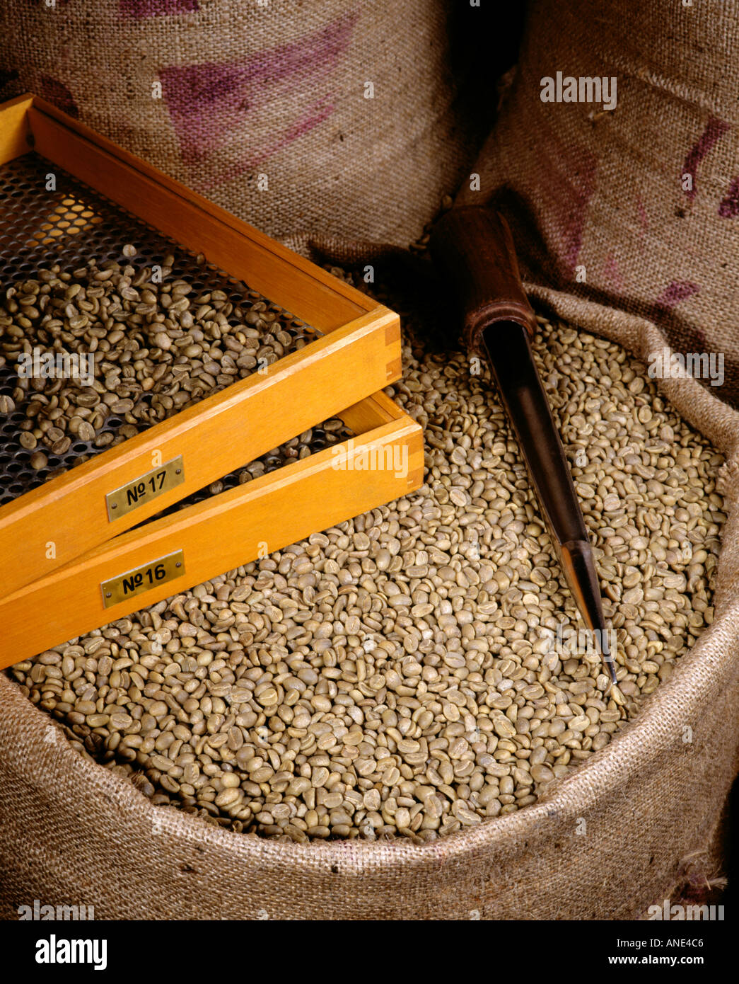 I chicchi di caffè in tela di sacco premium fine esportazione ecuadoriana con vassoi di classificazione Foto Stock