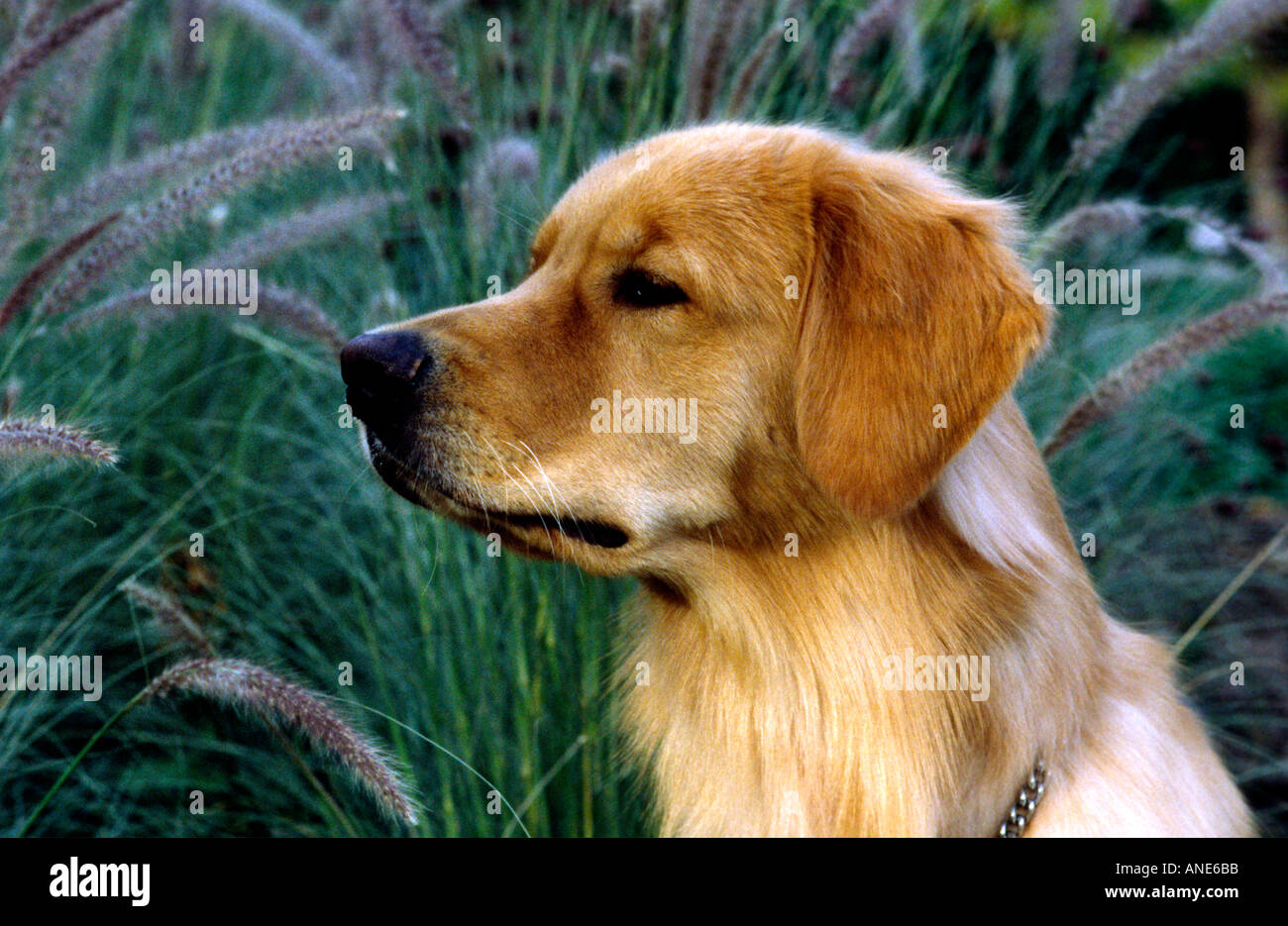 Il golden retriever con erba ornamentale Foto Stock