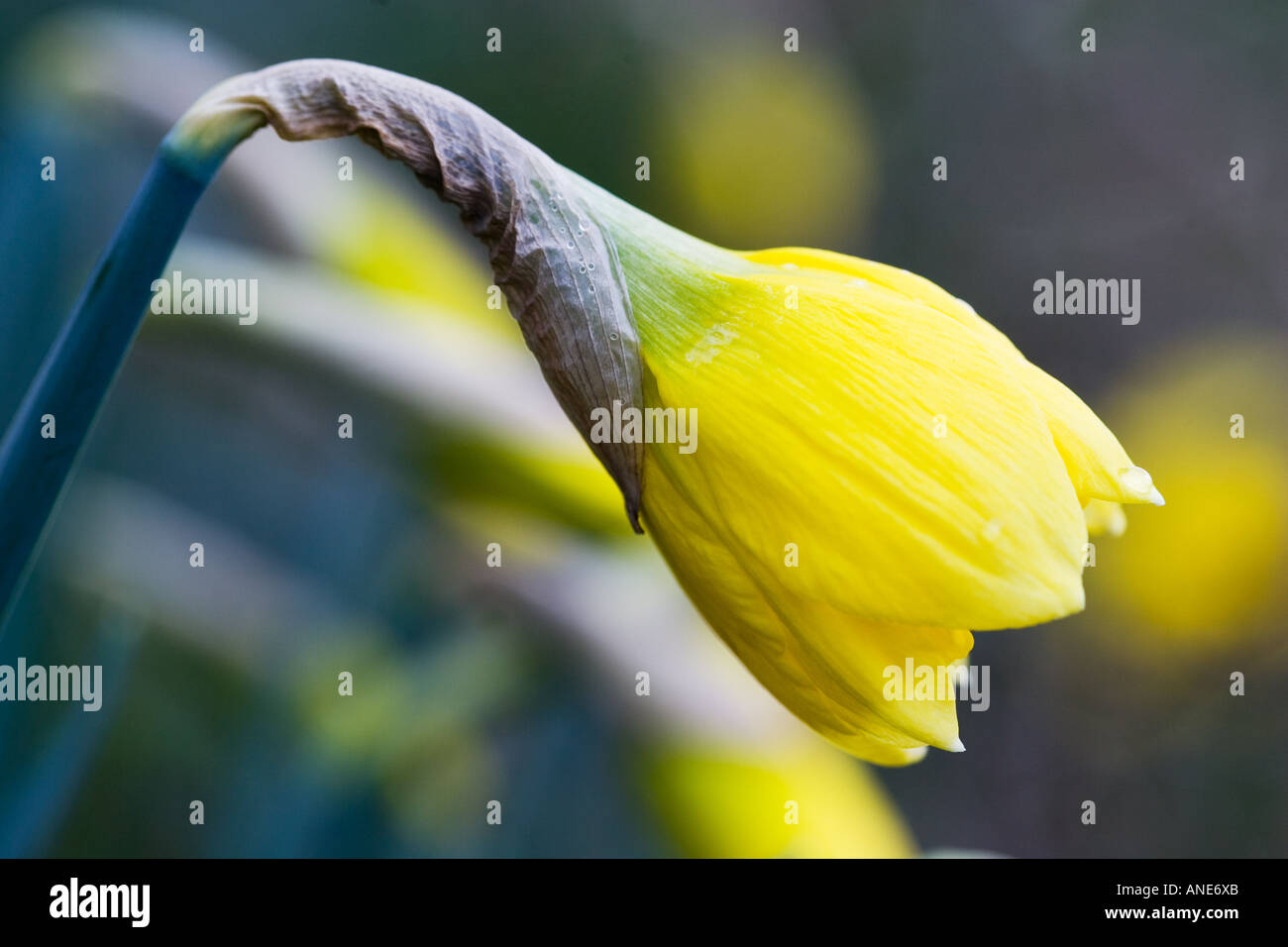 Daffodil flower apertura Oxfordshire Regno Unito Regno Unito Foto Stock