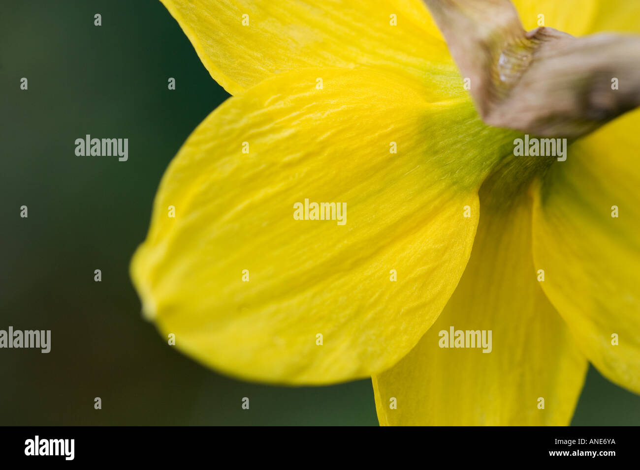 Daffodil petali Oxfordshire Regno Unito Regno Unito Foto Stock