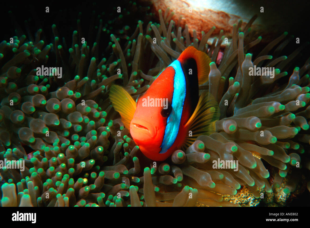 Rosso e nero in anemonefish anemone marittimo Amphiprion melanopus Temple of Doom Grande Barriera Corallina in Australia Foto Stock