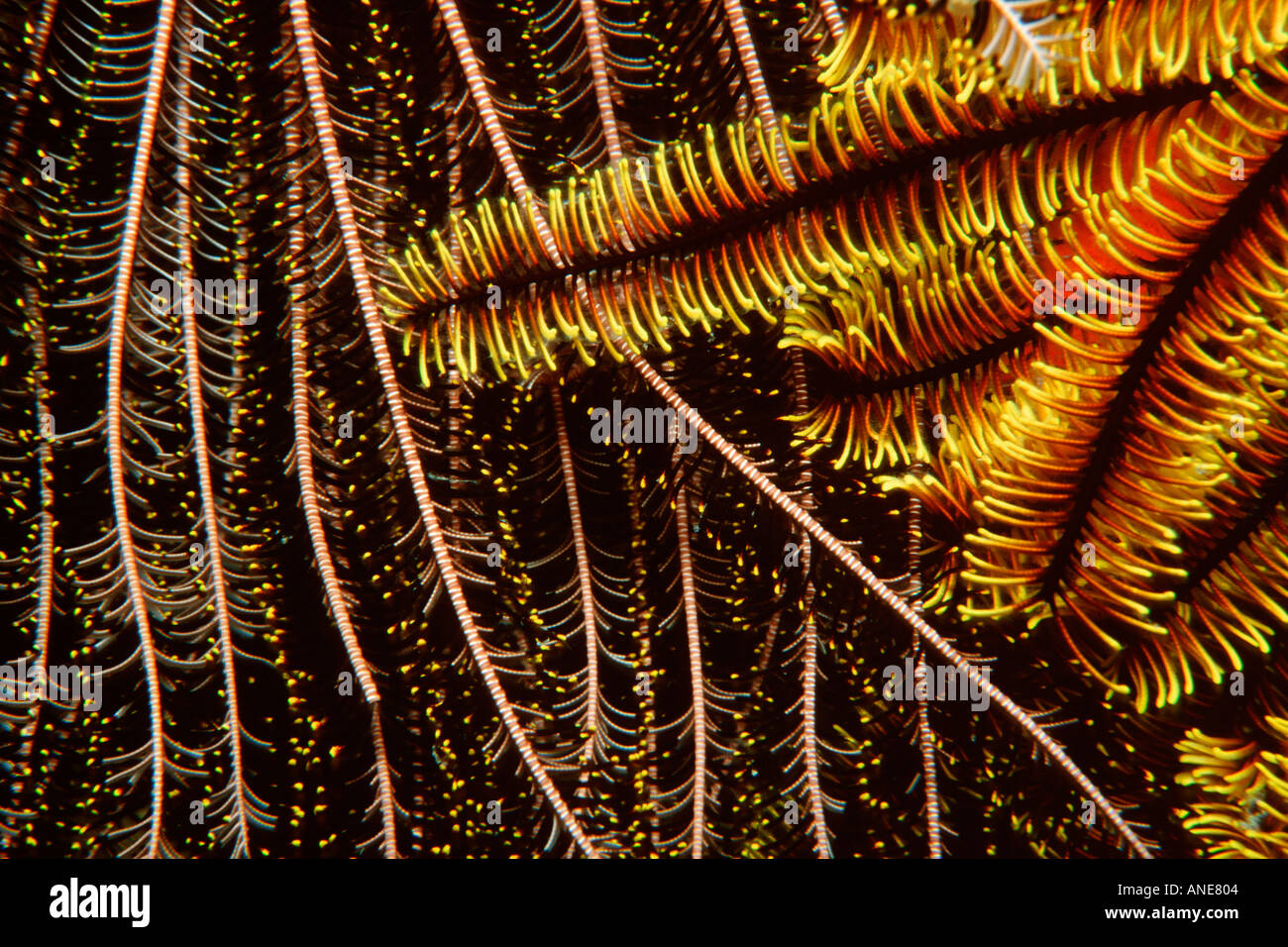 Stelle piuma Oxycomanthus bennetti Temple of Doom Grande Barriera Corallina in Australia del Sud Pacifico Foto Stock