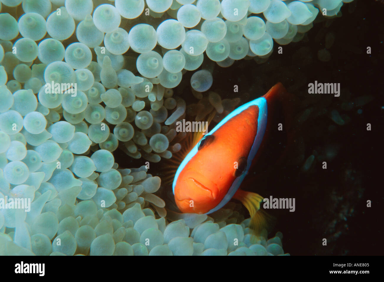 Anemonefish in anemone marittimo Amphiprion sp Fila Reef Port Vila Vanuatu Sud Pacifico Foto Stock
