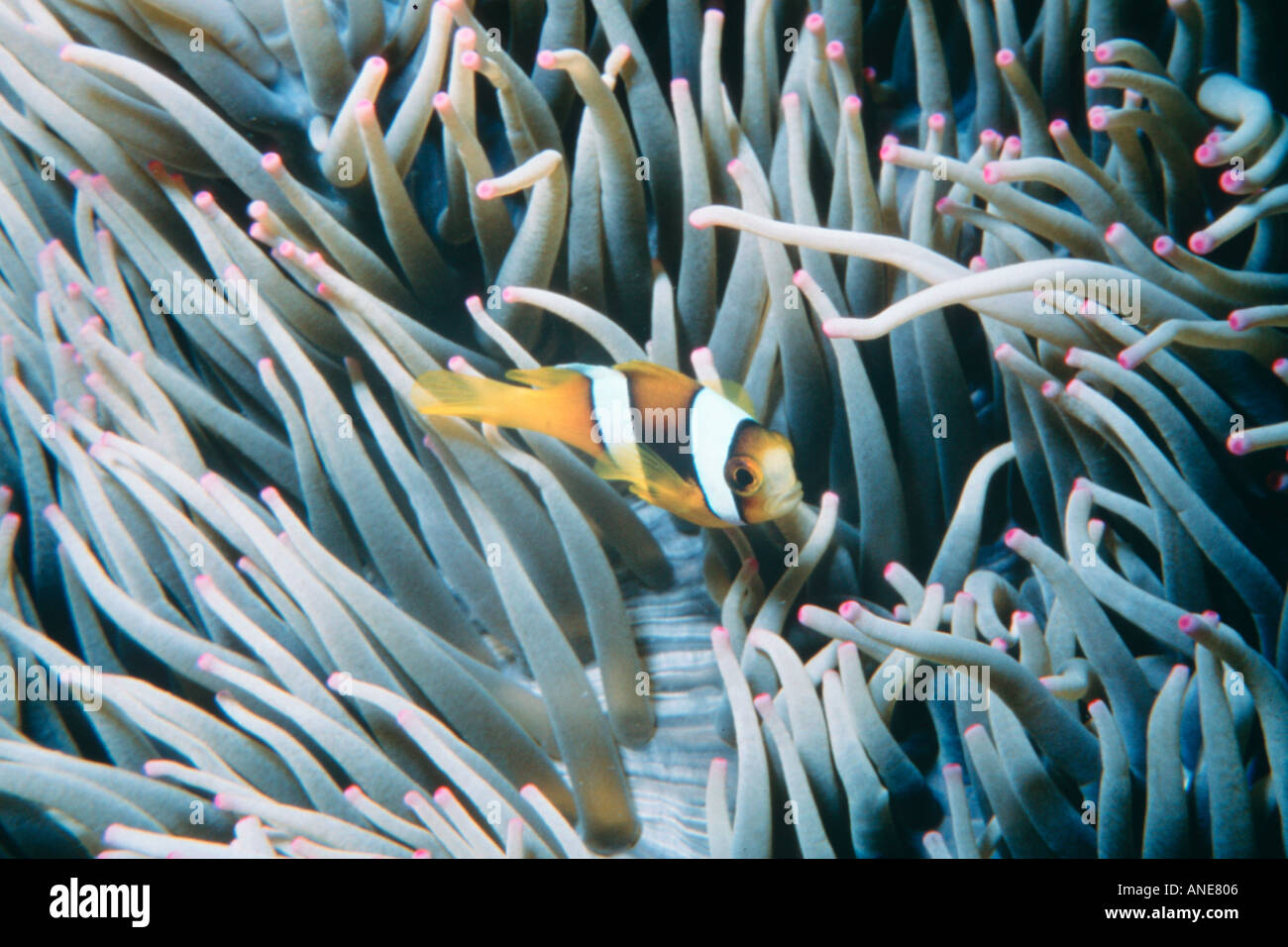 I capretti anemonefish in anemone marittimo Amphiprion sp Fila Reef Port Vila Vanuatu Sud Pacifico Foto Stock
