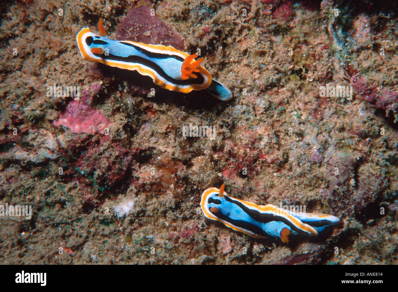 Nudibranch Chromodoris sp Madang Papua Nuova Guinea Salomone in mare a sud del Pacifico Foto Stock