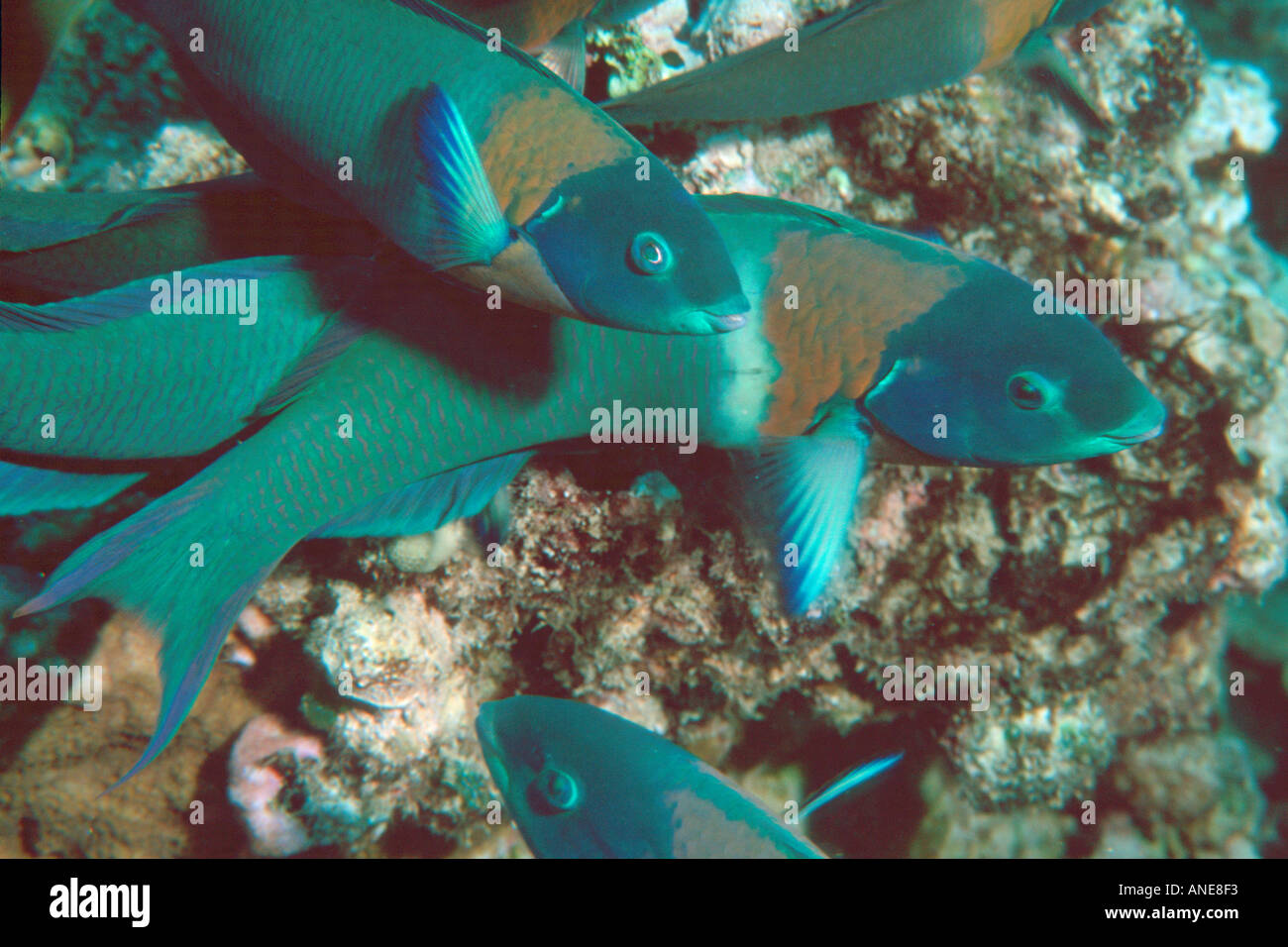 A doppio spiovente wrasse Thalassoma endemica duperrey punto Kahe Oahu Hawaii N Pacific Foto Stock