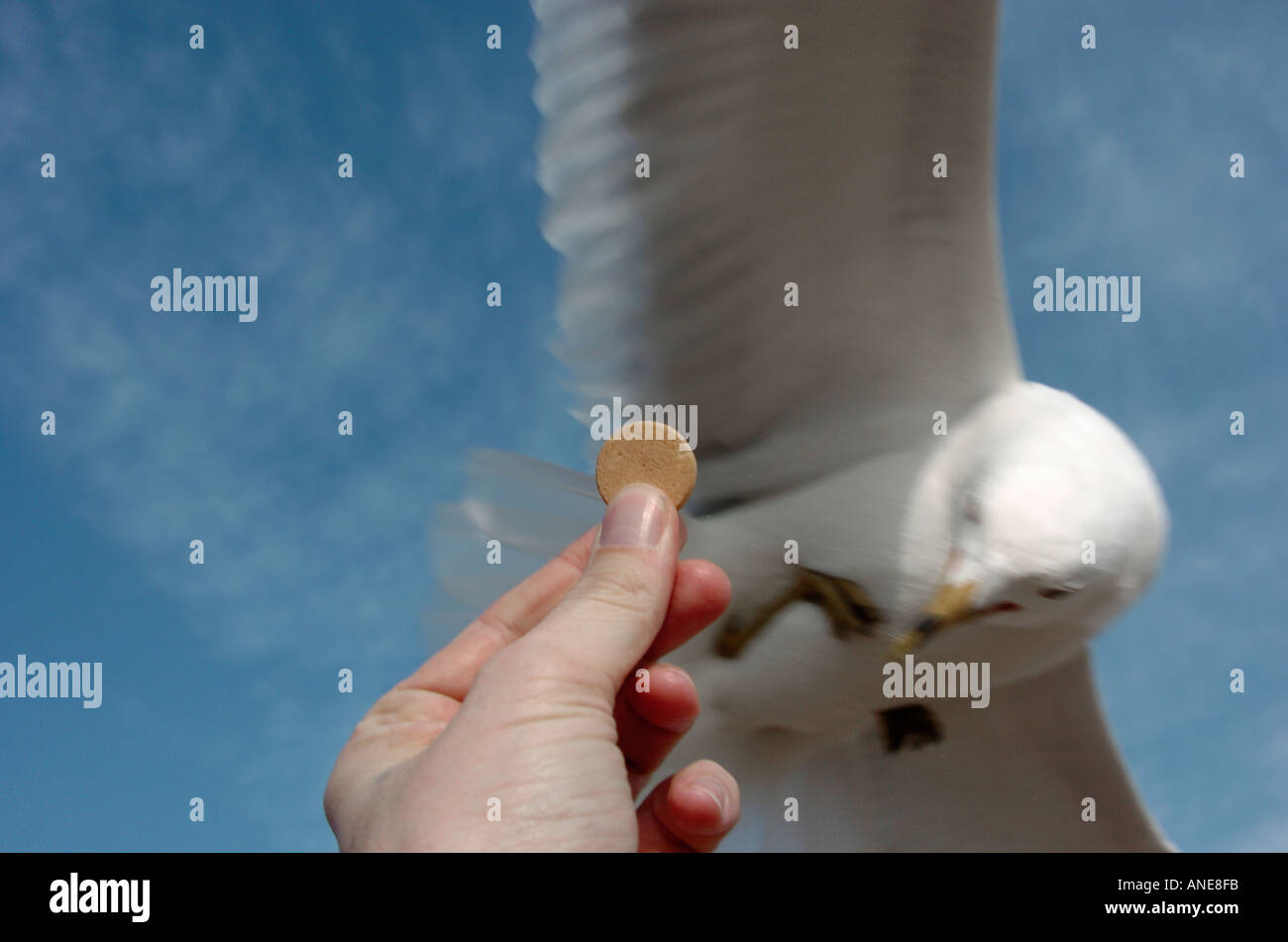 Un uccello sea gull afferrando il cibo da una mano umana Foto Stock