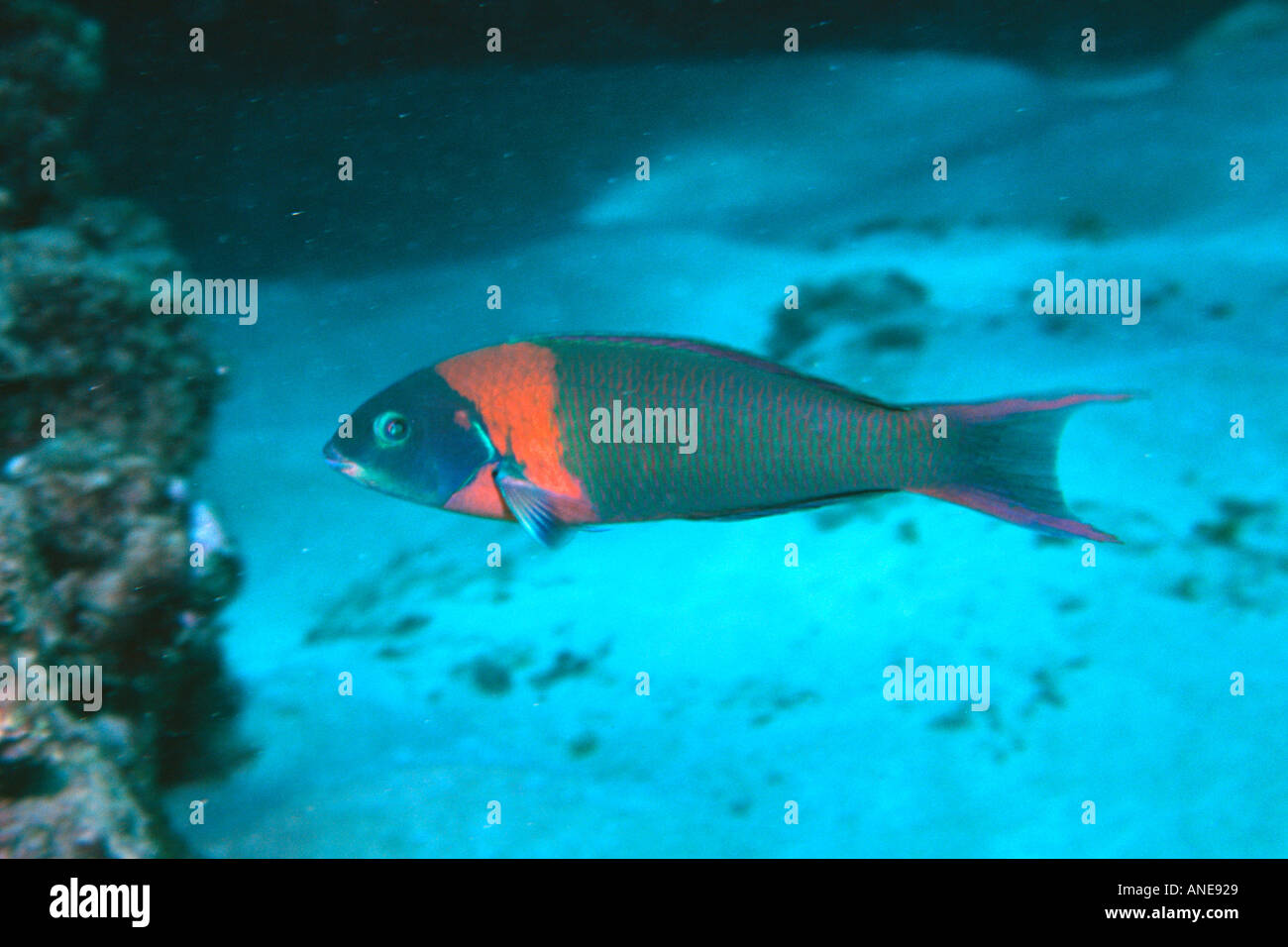 A doppio spiovente wrasse Thalassoma endemica duperrey Oahu Hawaii N Pacific Foto Stock