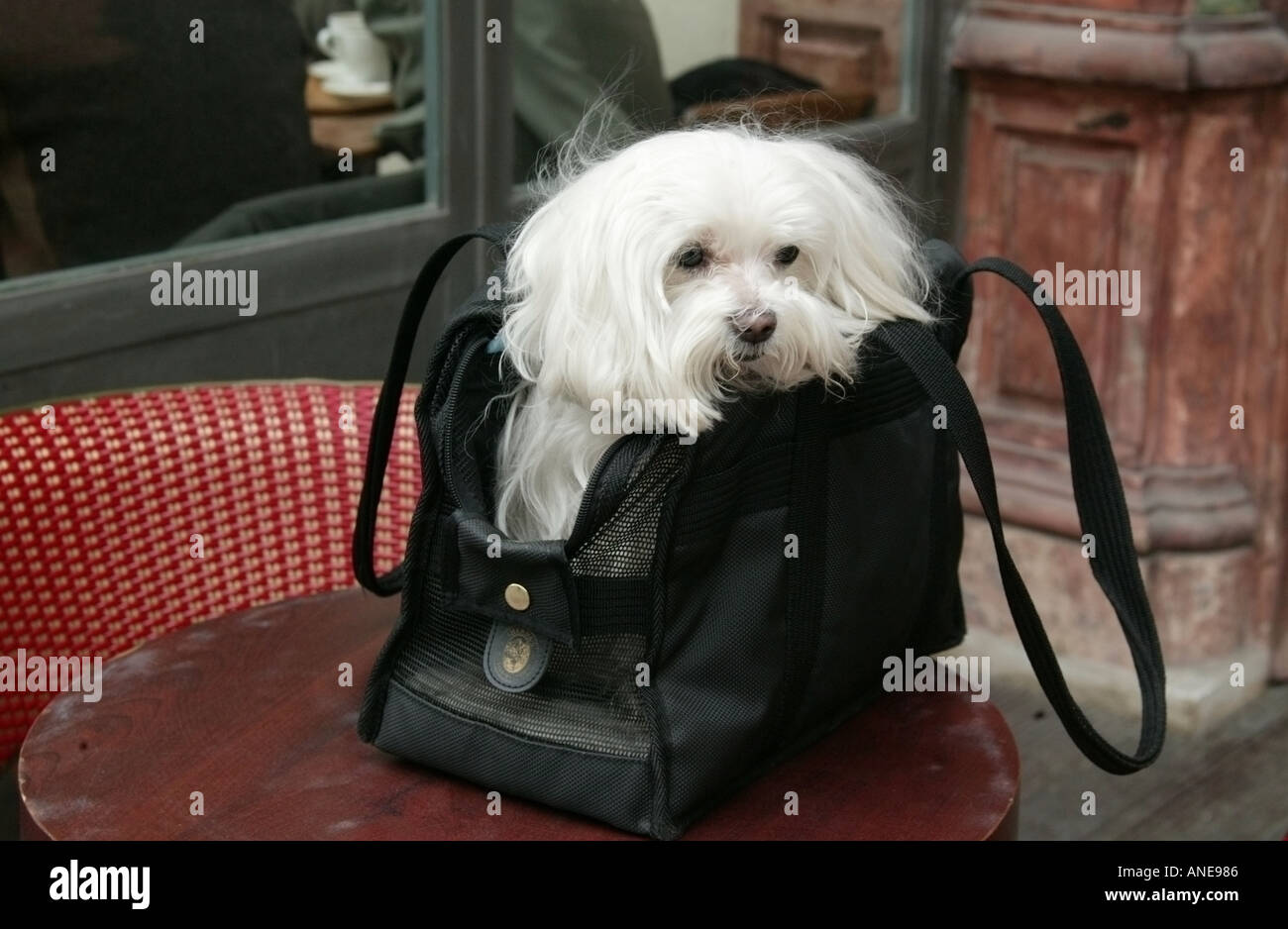 Cane bianco nel sacco nero Parigi Foto Stock