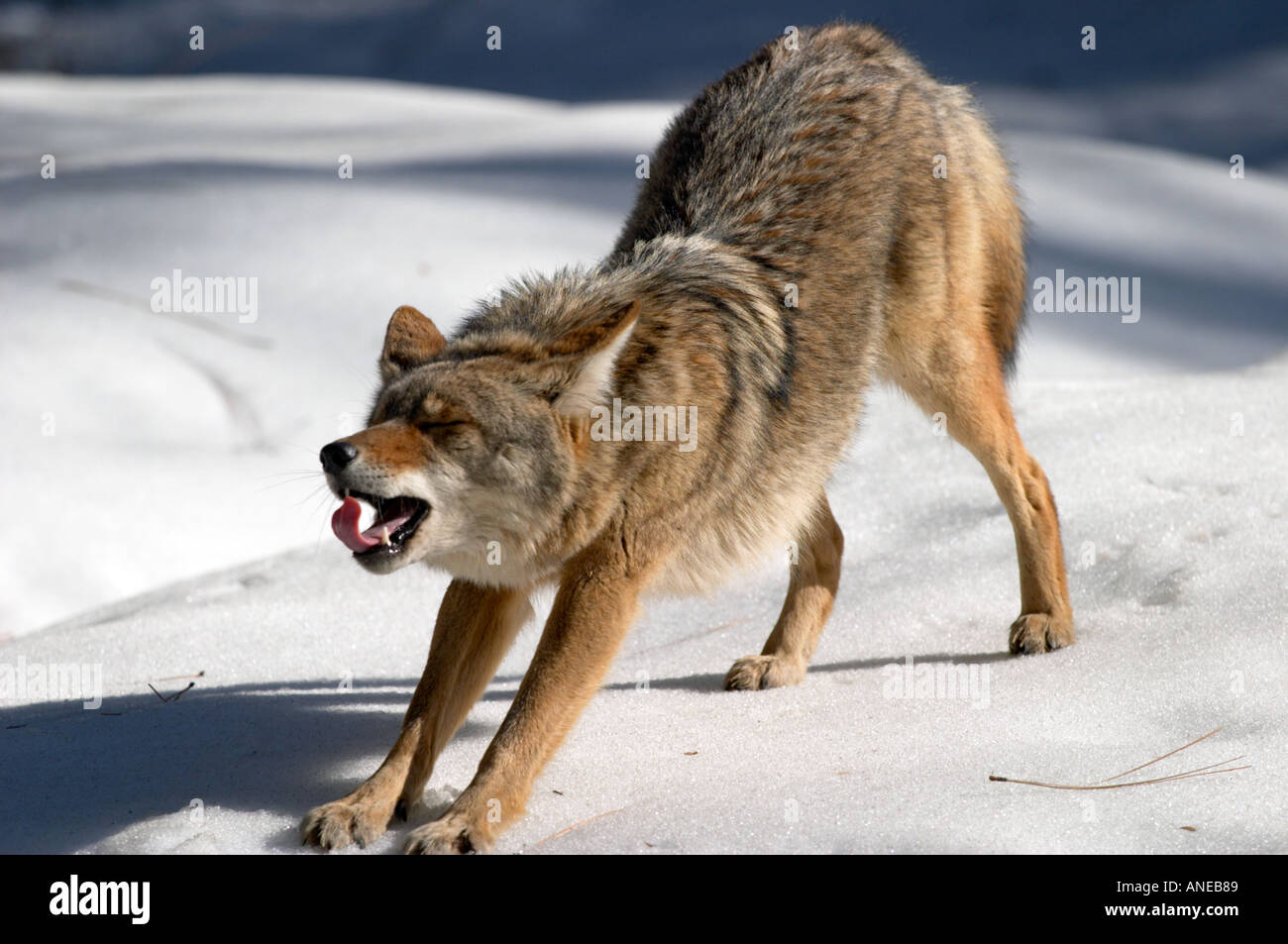 Coyote stretching, Yosemite National Park, CA, Stati Uniti d'America Foto Stock