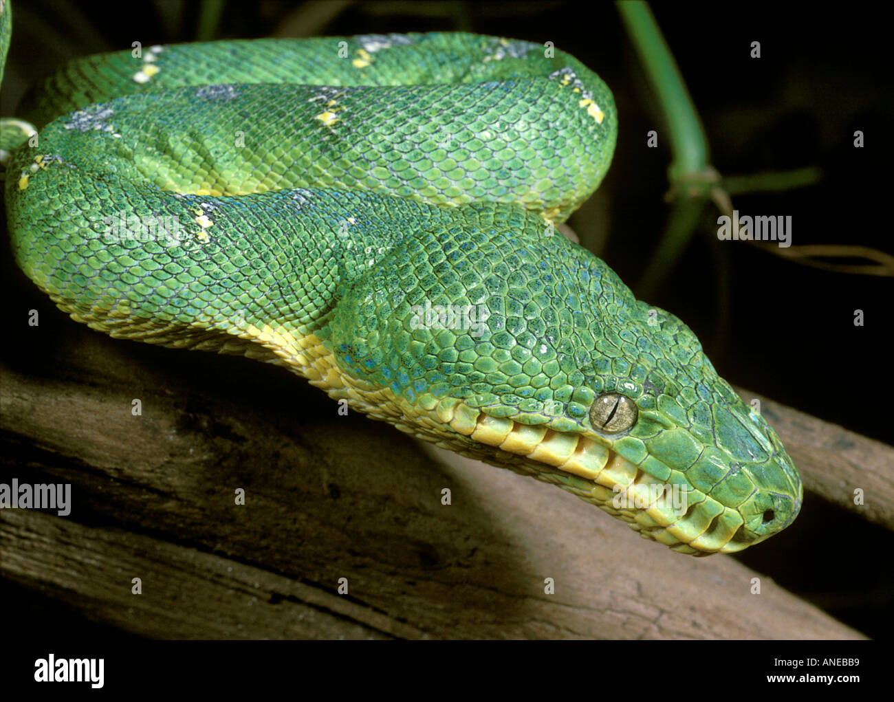 Emerald Tree Boa (Corallus caninus), Brasile Foto Stock