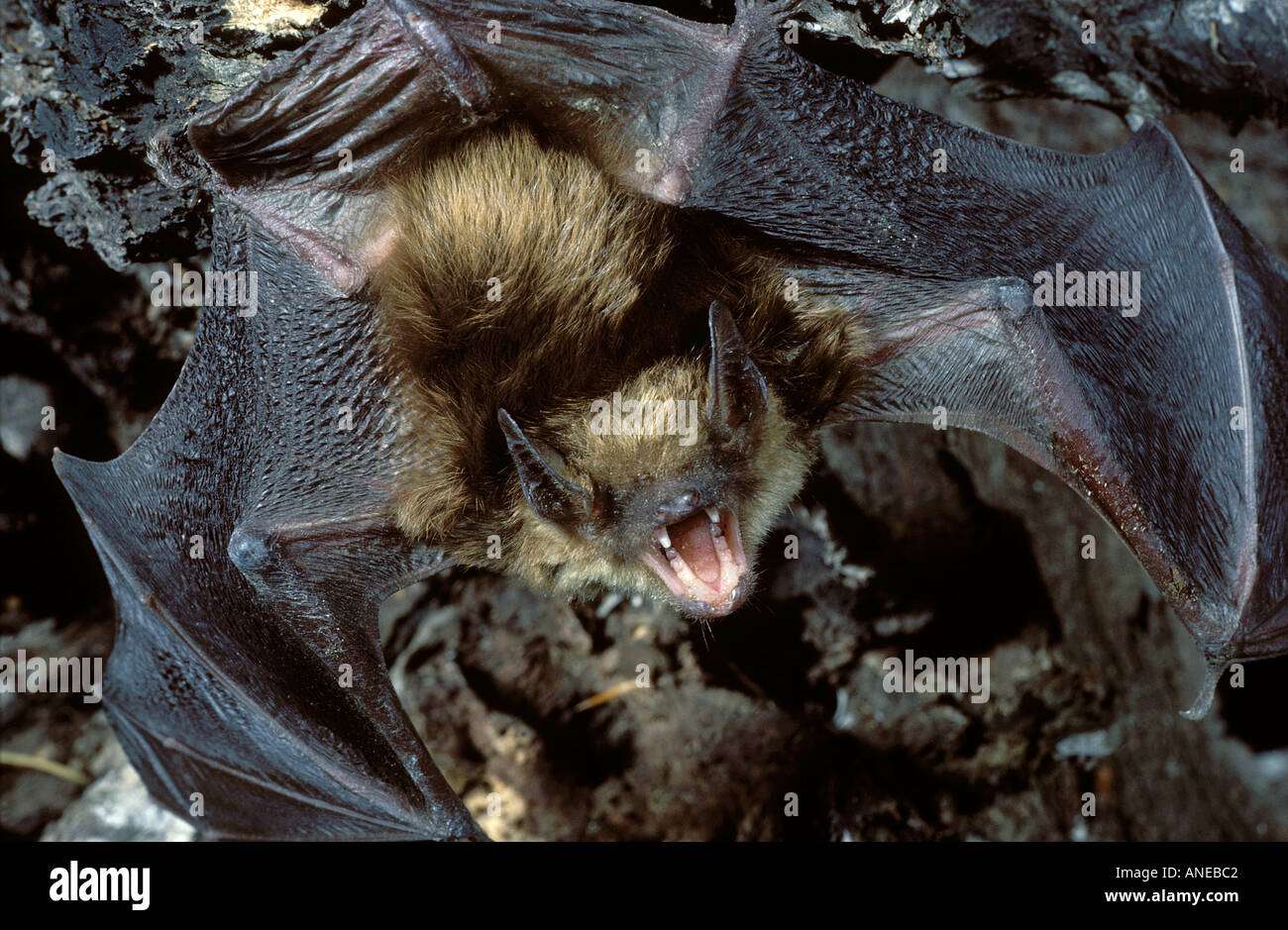 Little Brown Bat Myotis lucifungus. New Jersey Foto Stock