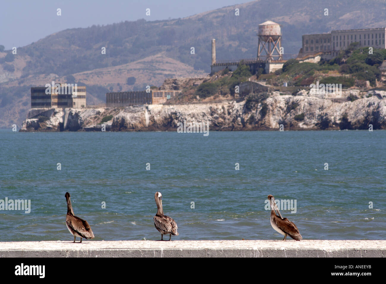 Pellicani davanti la prigione di Alcatraz, San Francisco, California Foto Stock