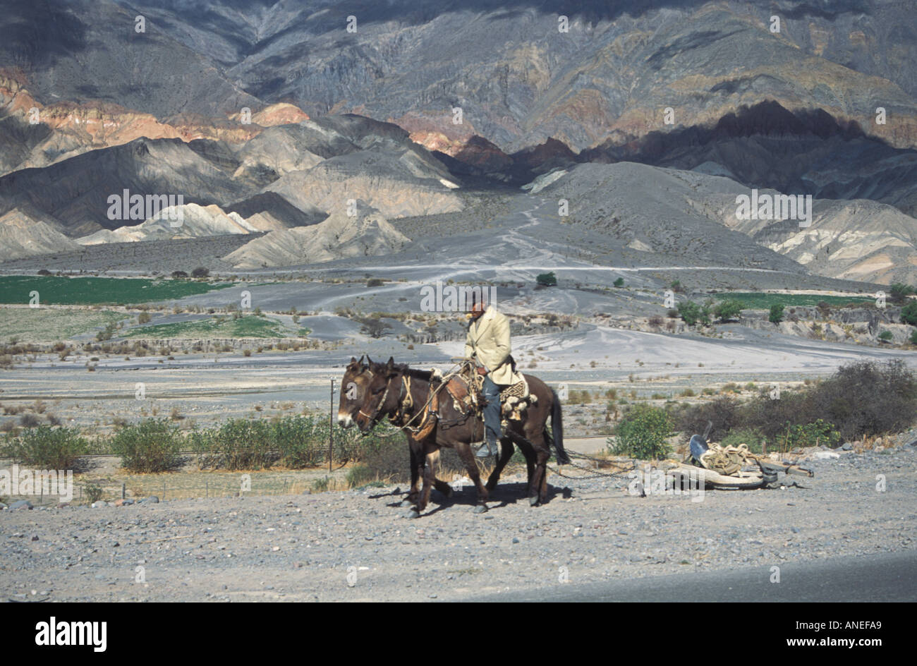 Un uomo con gli asini nelle montagne vicino a San Antonio de Los Cobres Foto Stock
