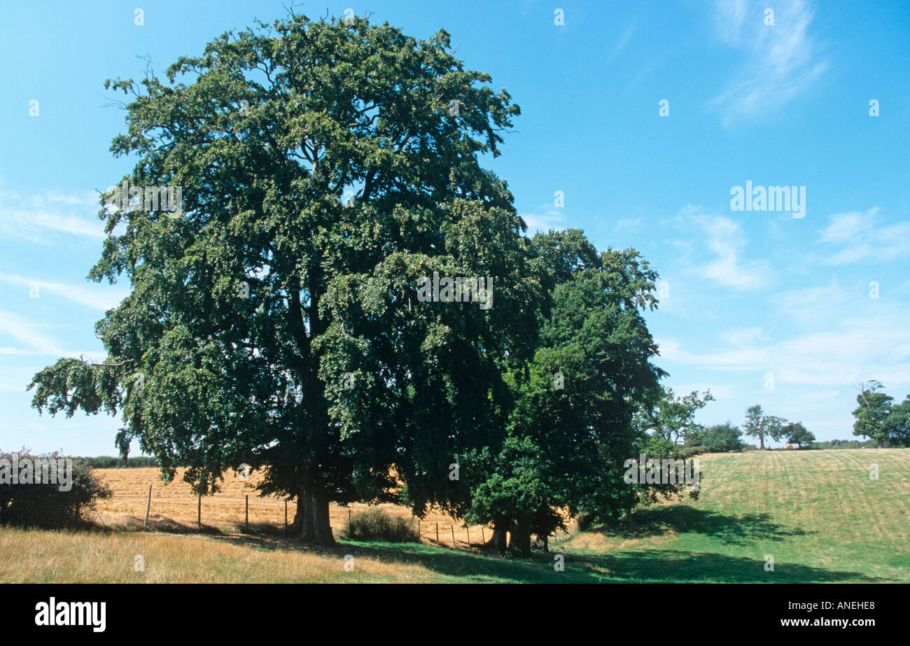 La stagione estiva agosto faggio attraverso l'anno 1 di 12 Foto Stock