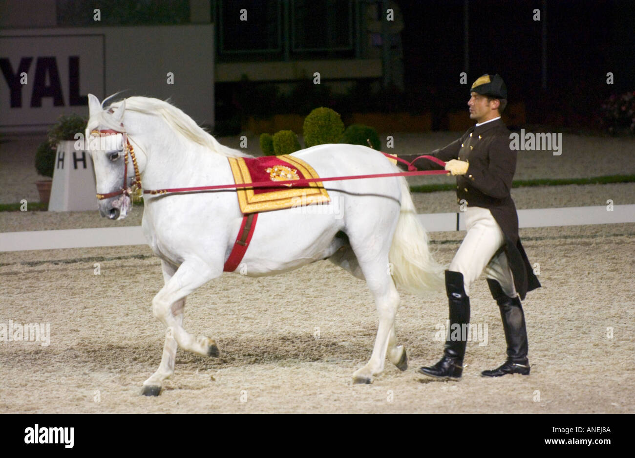 Spanische Hofreitschule, stati di Vienna Regio Maneggio di eseguire con il bianco Lipizza cavallo Foto Stock