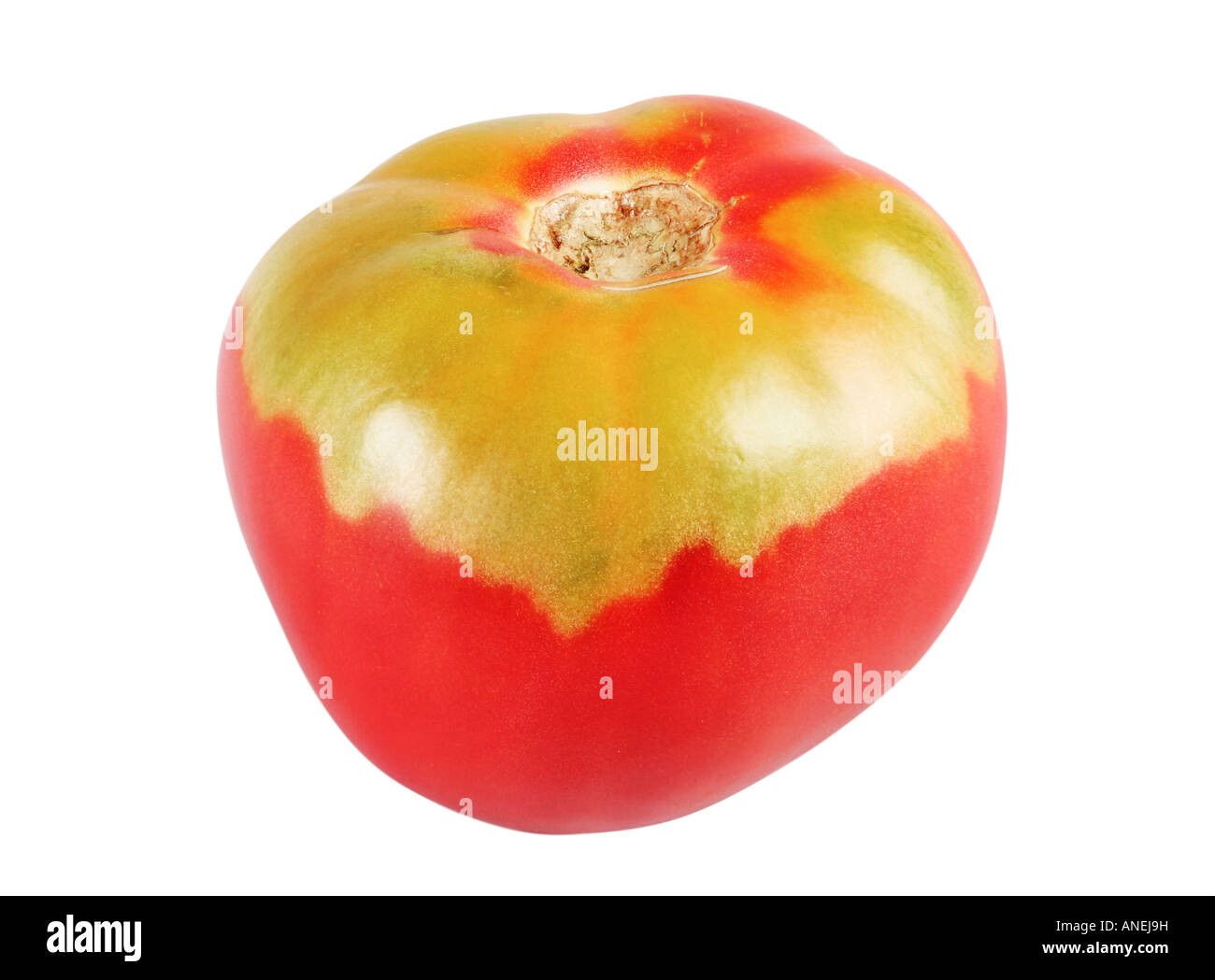 Pomodoro rosso frutto isolato su sfondo bianco Foto Stock