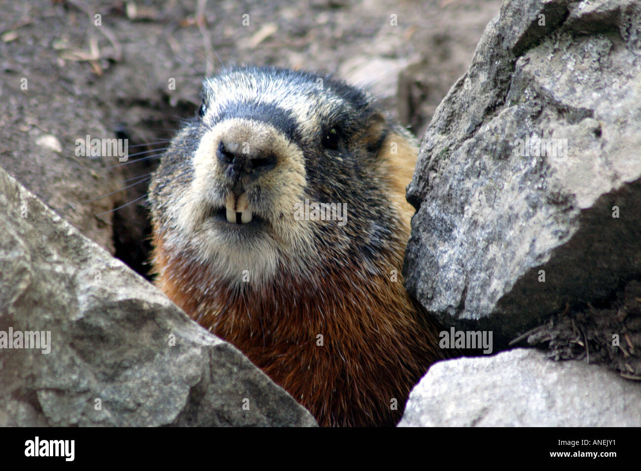 Ventre giallo marmotta Marmota flaviventris nelle rocce, Grand Teton National Park, Wyoming USA Foto Stock