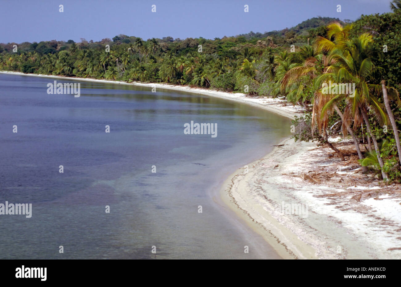 Palme da cocco e praterie di fanerogame di West Bay Roatan Bay Islands Honduras Caraibi Foto Stock