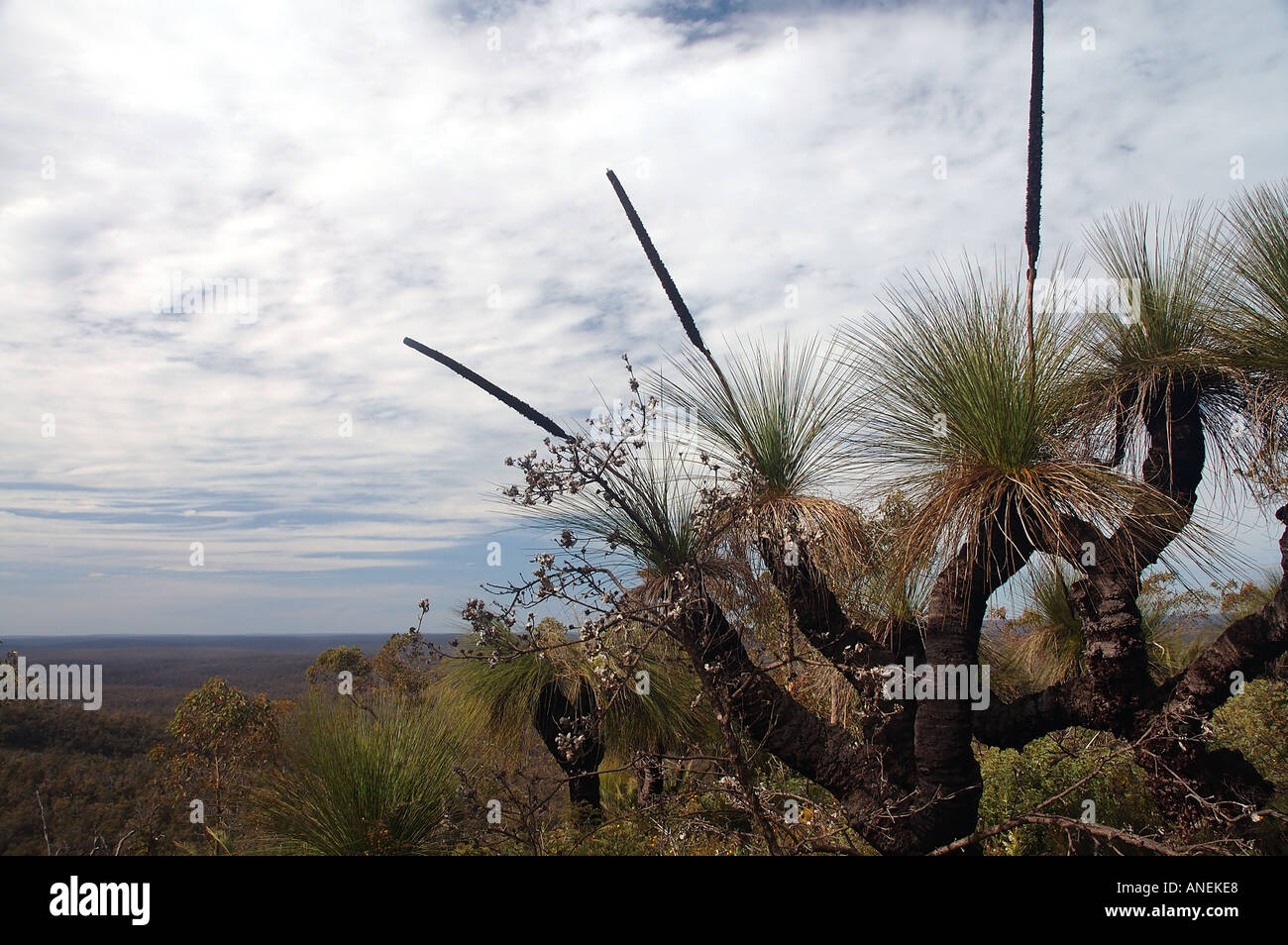 Alberi di erba Xanthorrhoea sp su mt Vincent lungo la pista Bibbulmun vicino a Perth Australia Occidentale Foto Stock