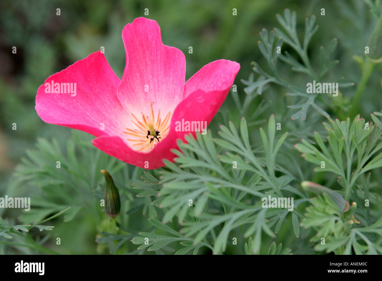 Rosa fiore rosso e grigio blu fogliame annuale di pianta di giardino Eschscholzia californica Carmine re Foto Stock