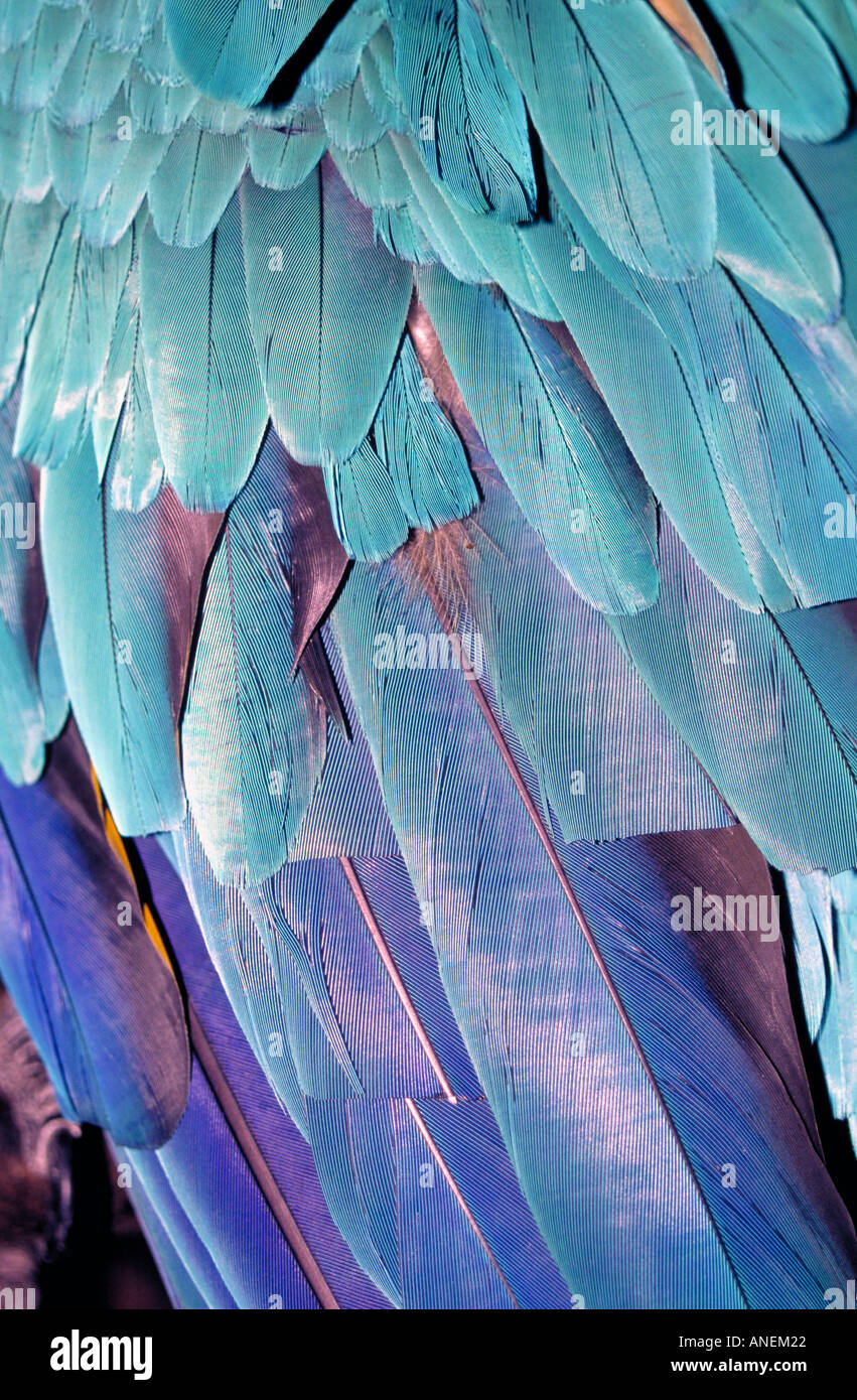 Ritagliato piume volo sul parafango di un captive blue macaw Ara ararauna Perù Foto Stock