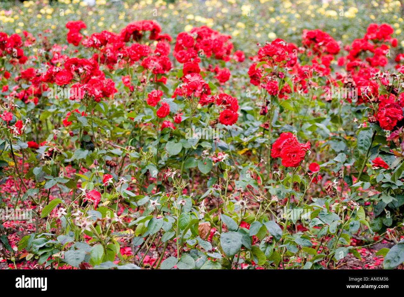 Dead rose rosse, Flower Garden, nel parco cittadino, Tralee, nella contea di Kerry, Irlanda. Foto Stock