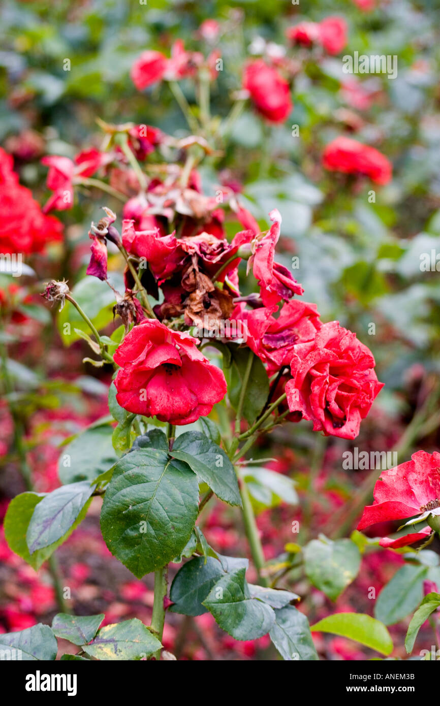 Dead rose rosse, Flower Garden, nel parco cittadino, Tralee, nella contea di Kerry, Irlanda. Foto Stock