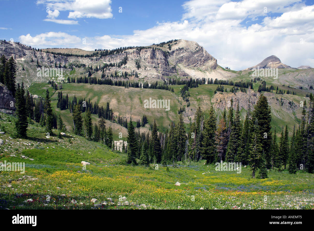 Outdoor natura della montagna in scena con fiori selvatici, Grand Tetons, Wyoming Foto Stock