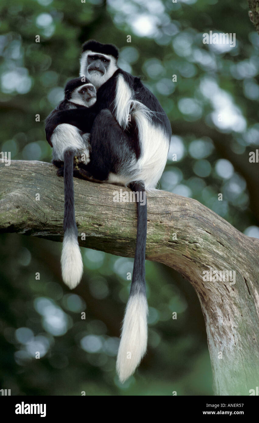 Colobus Monkey Colobus guereza femmina con un neonato in albero proviene dal Kenya Foto Stock