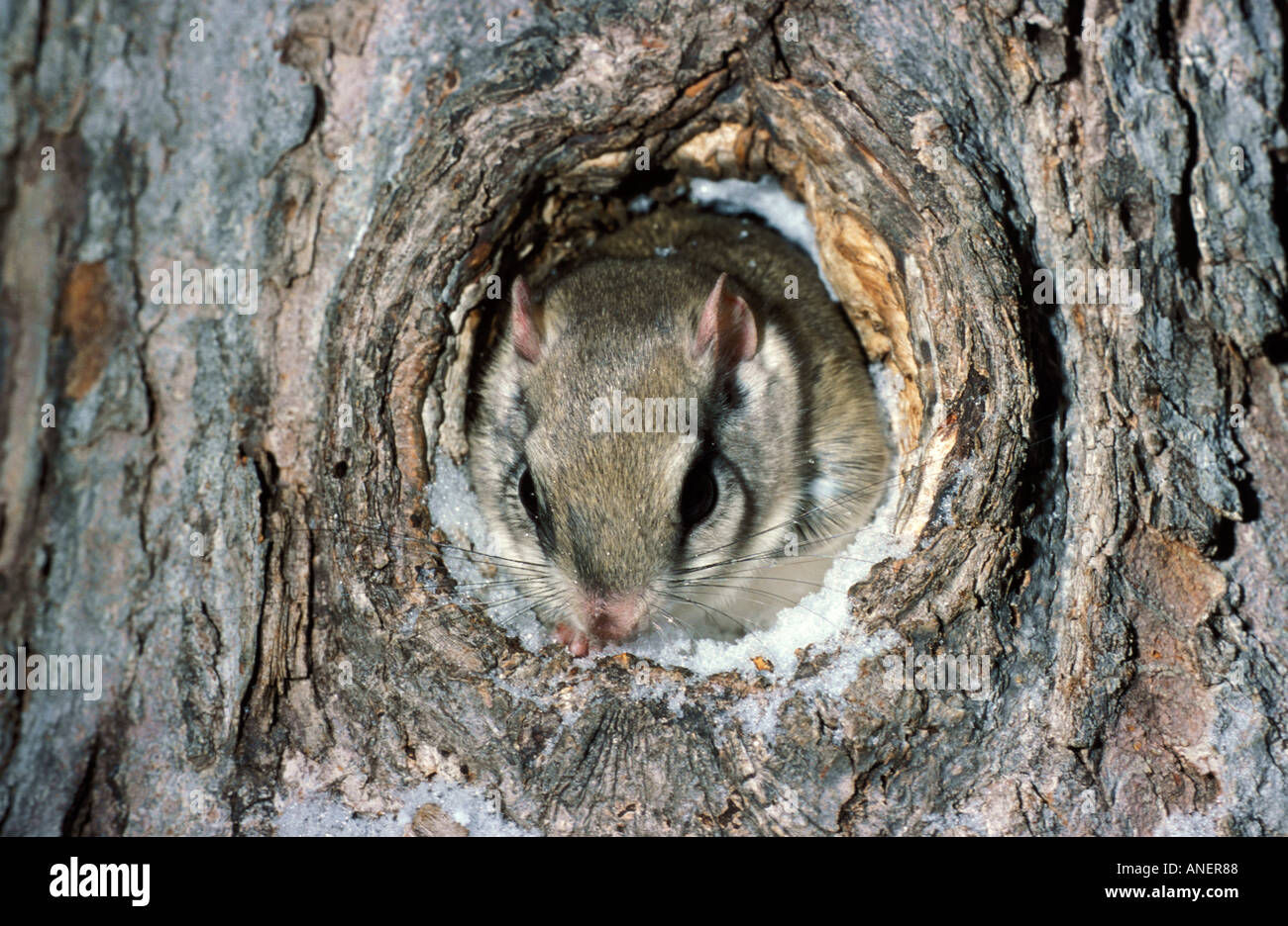 Northern scoiattolo battenti Glaucomys sabrinus da nest foro nella struttura ad albero Foto Stock