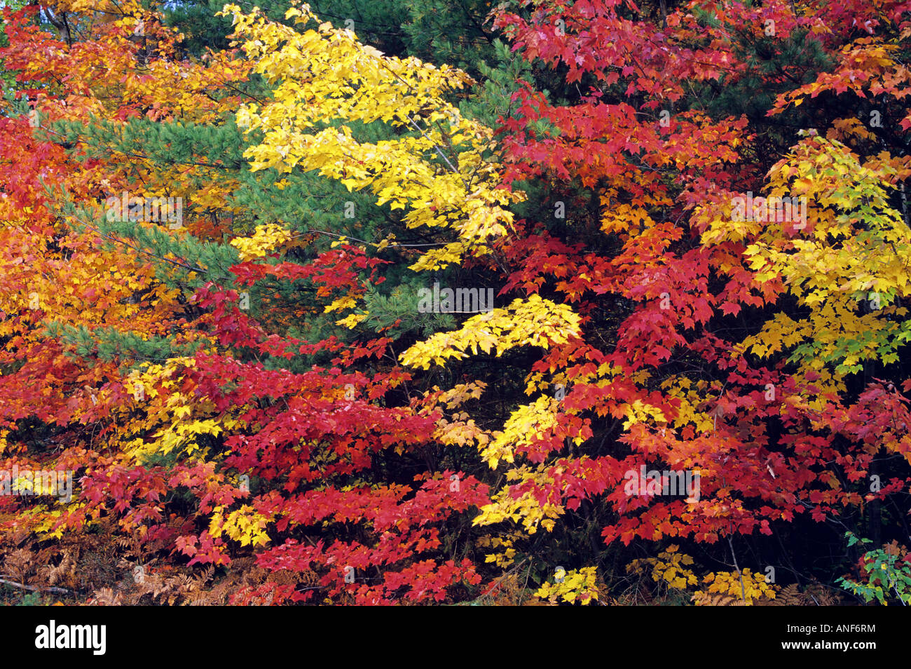 I colori autunnali, Killarney Provincial Park, Ontario, Canada. Foto Stock