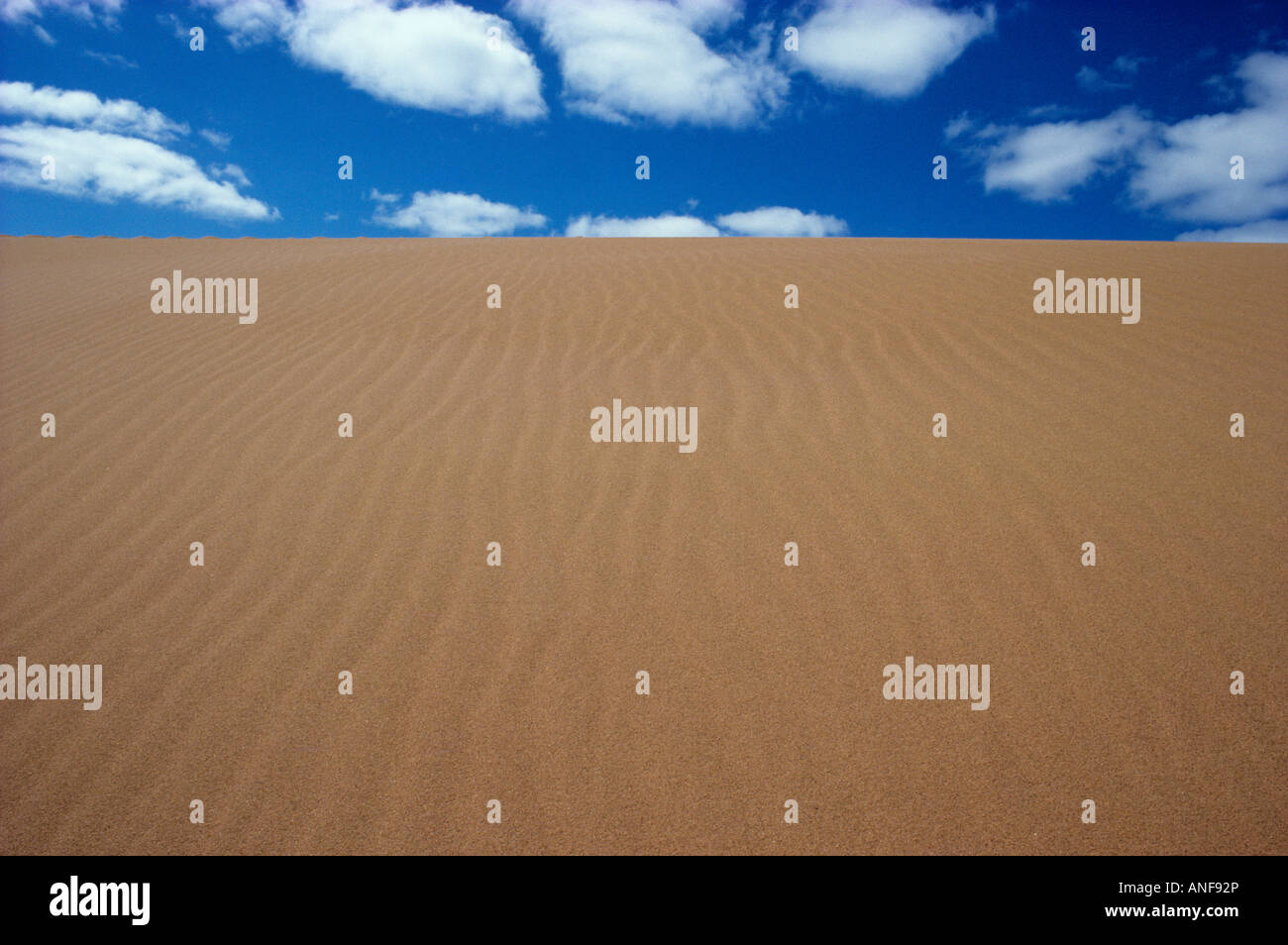 Carberry deserto, spirito sands, boschi di abete rosso Parco Provinciale, Manitoba, Canada. Foto Stock
