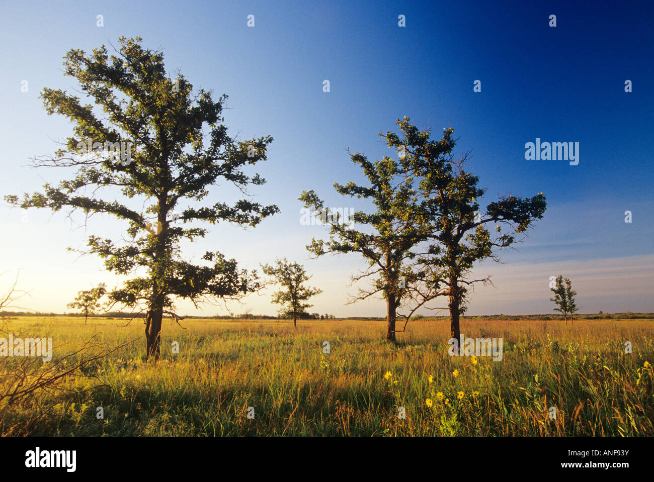 Tramonto sull'erba alta Prairie preservare, Tolstoi ha, Manitoba, Canada. Foto Stock