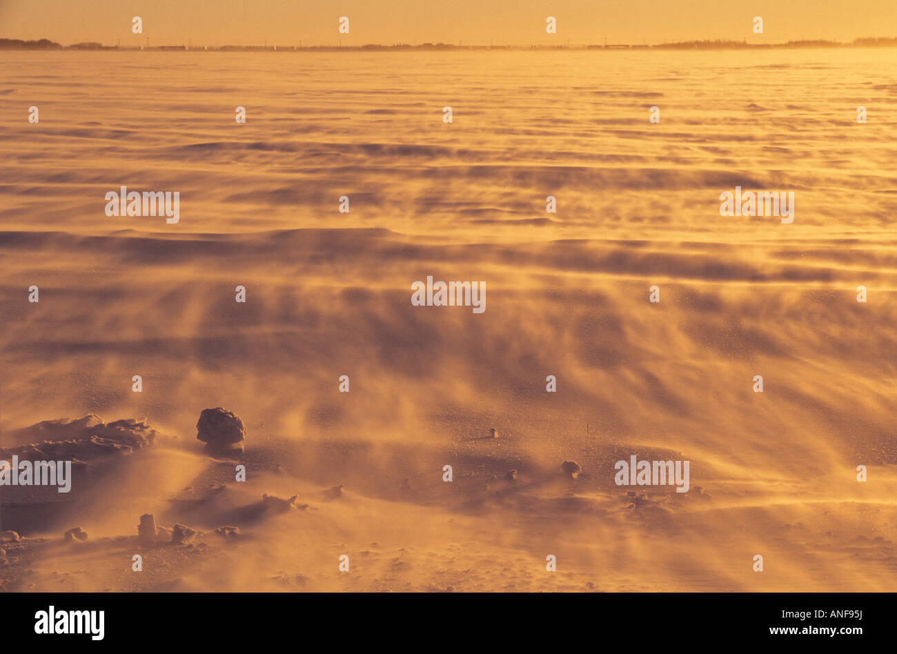 Raffiche di neve oltre gli agricoltori campo nei pressi di Oakbank Manitoba, Canada. Foto Stock