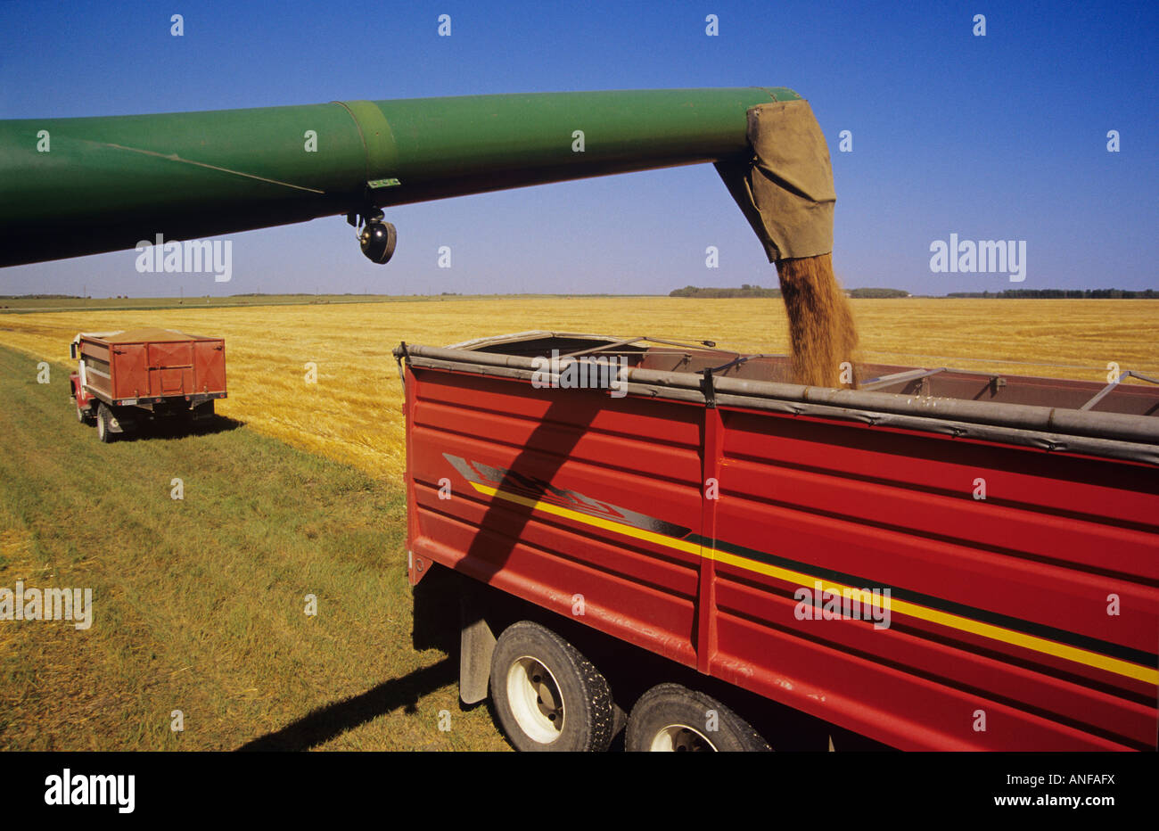 Lo scarico di raccolti di frumento in un carrello, Manitoba, Canada. Foto Stock