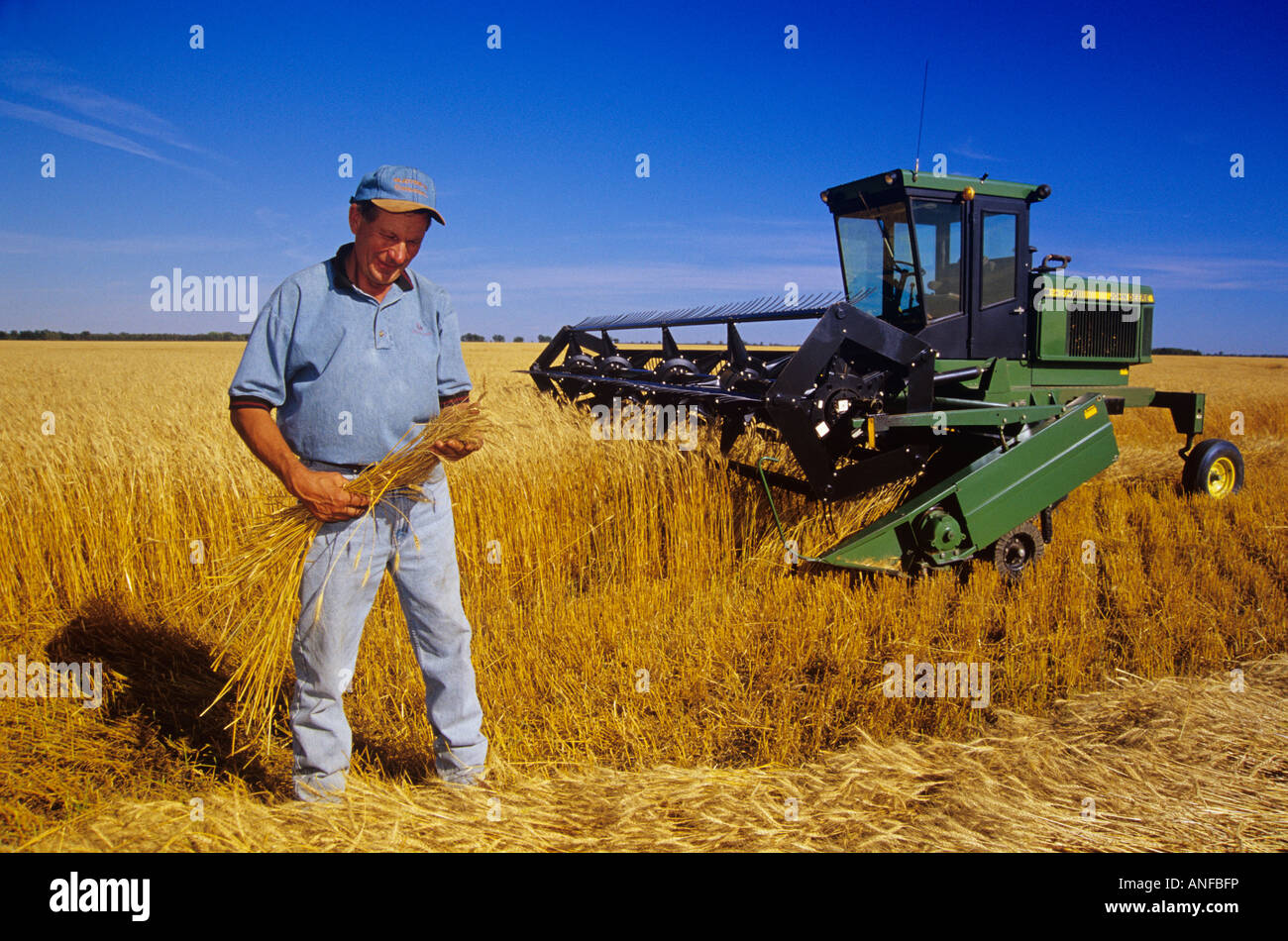 Il contadino di ispezionare il suo grano, grande punto di Manitoba in Canada. Foto Stock